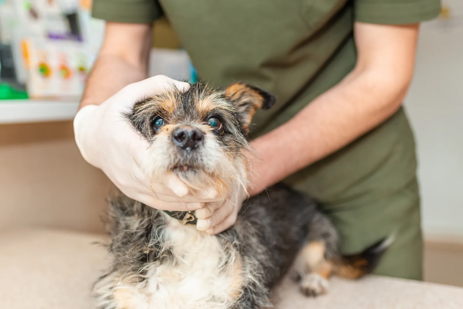 Owner Hears Stranger Call Dog ‘Ugly’—Internet Rushes To Support Her