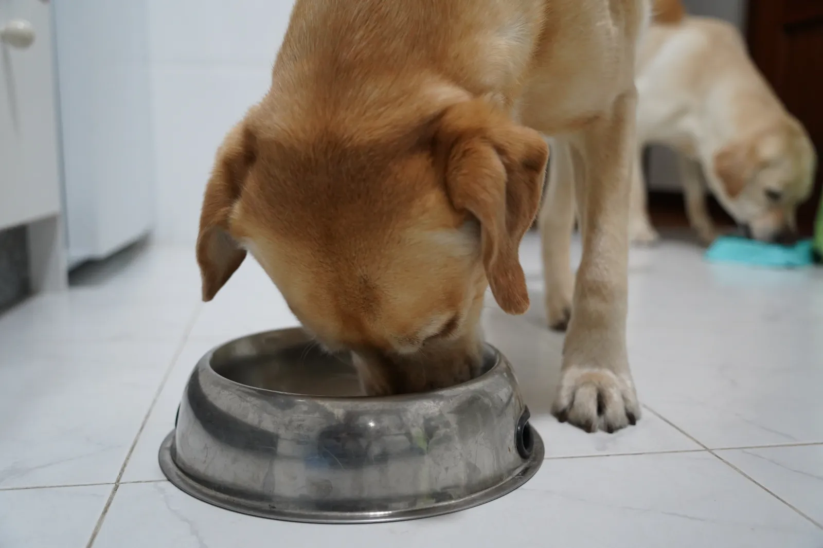 Warning Issued to Dog Owners Over Homemade Dog Food  