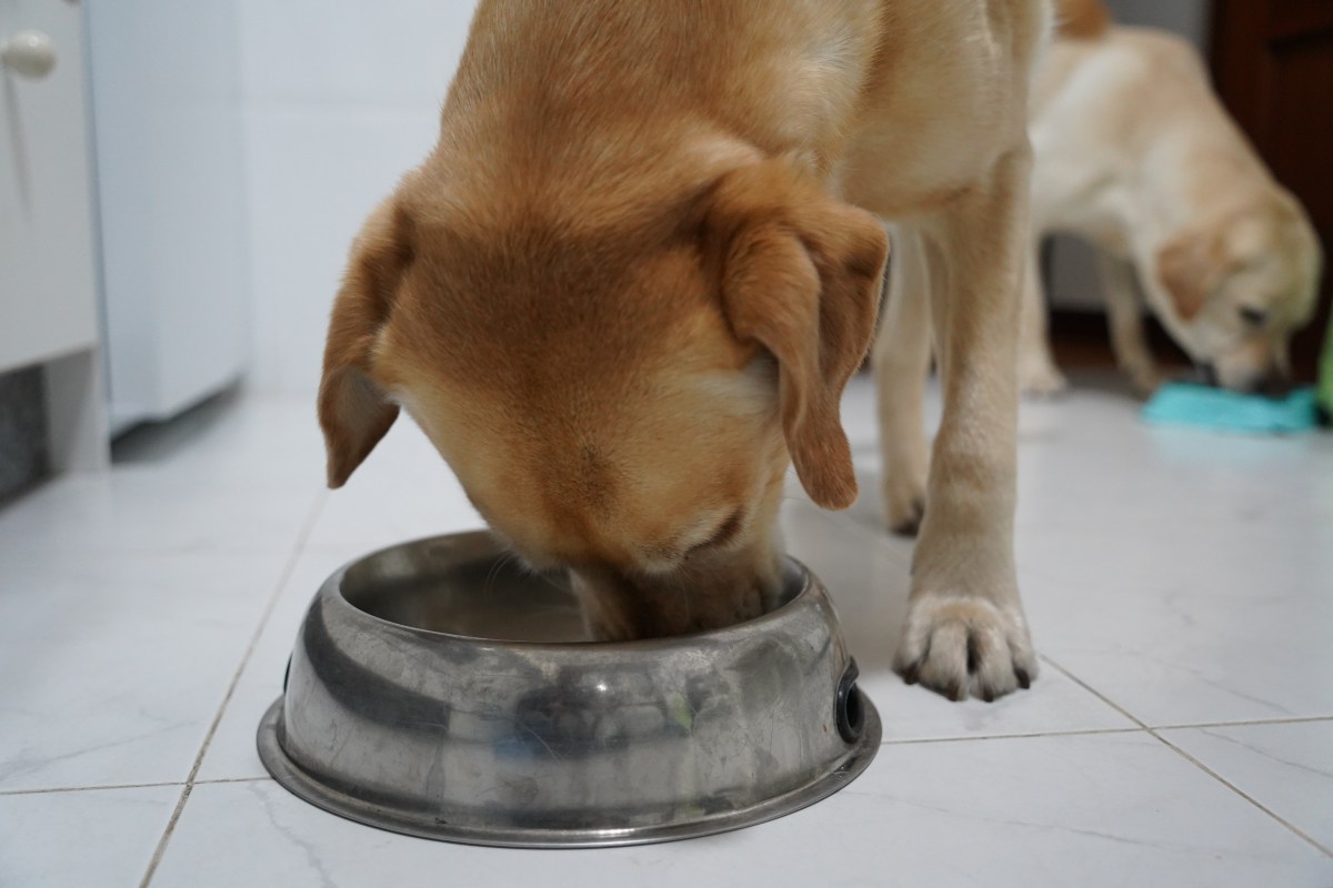 Warning Issued to Dog Owners Over Homemade Dog Food &nbsp;
