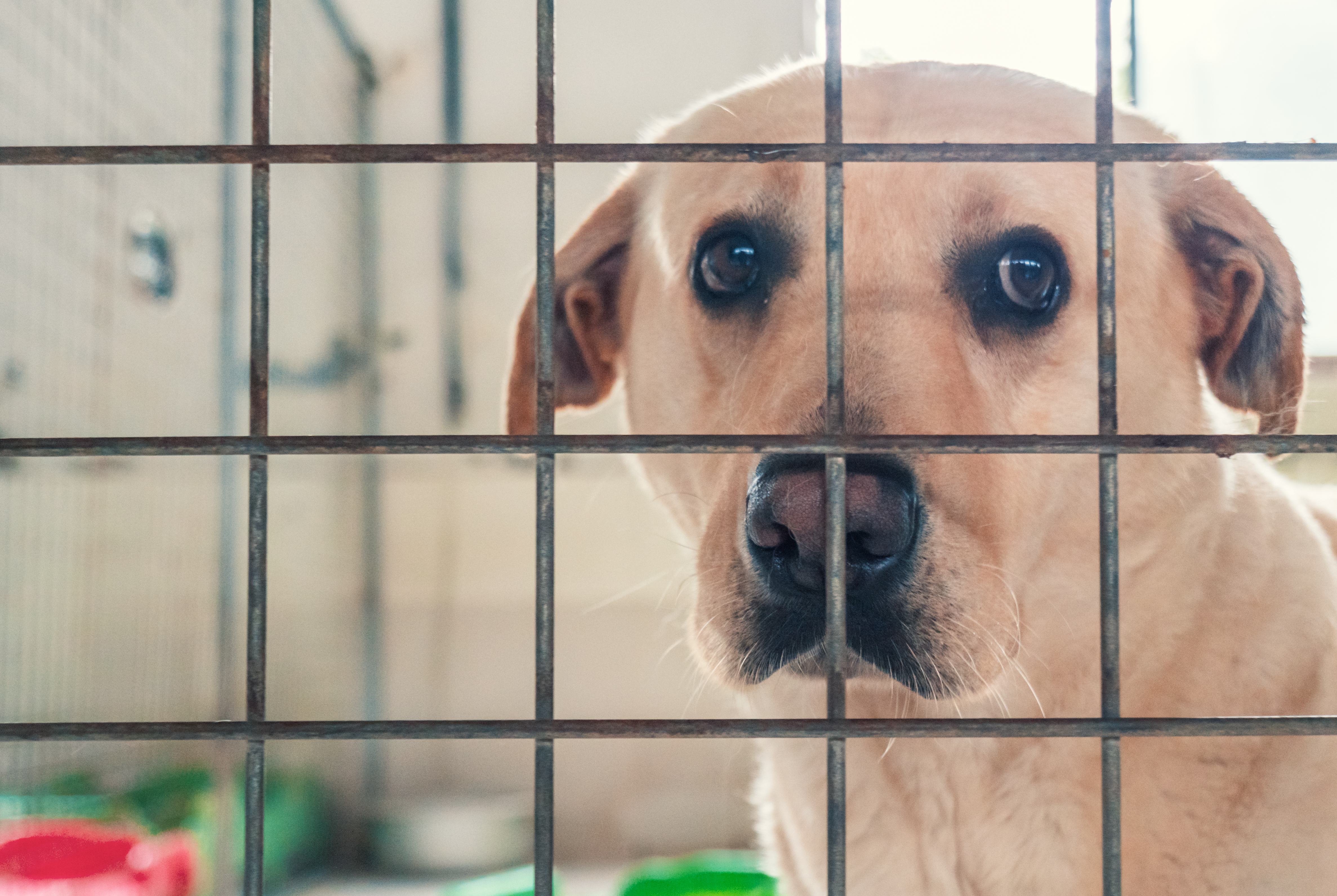 Woman Visits Shelter, Hearts Break Over Note on Dog's Door
