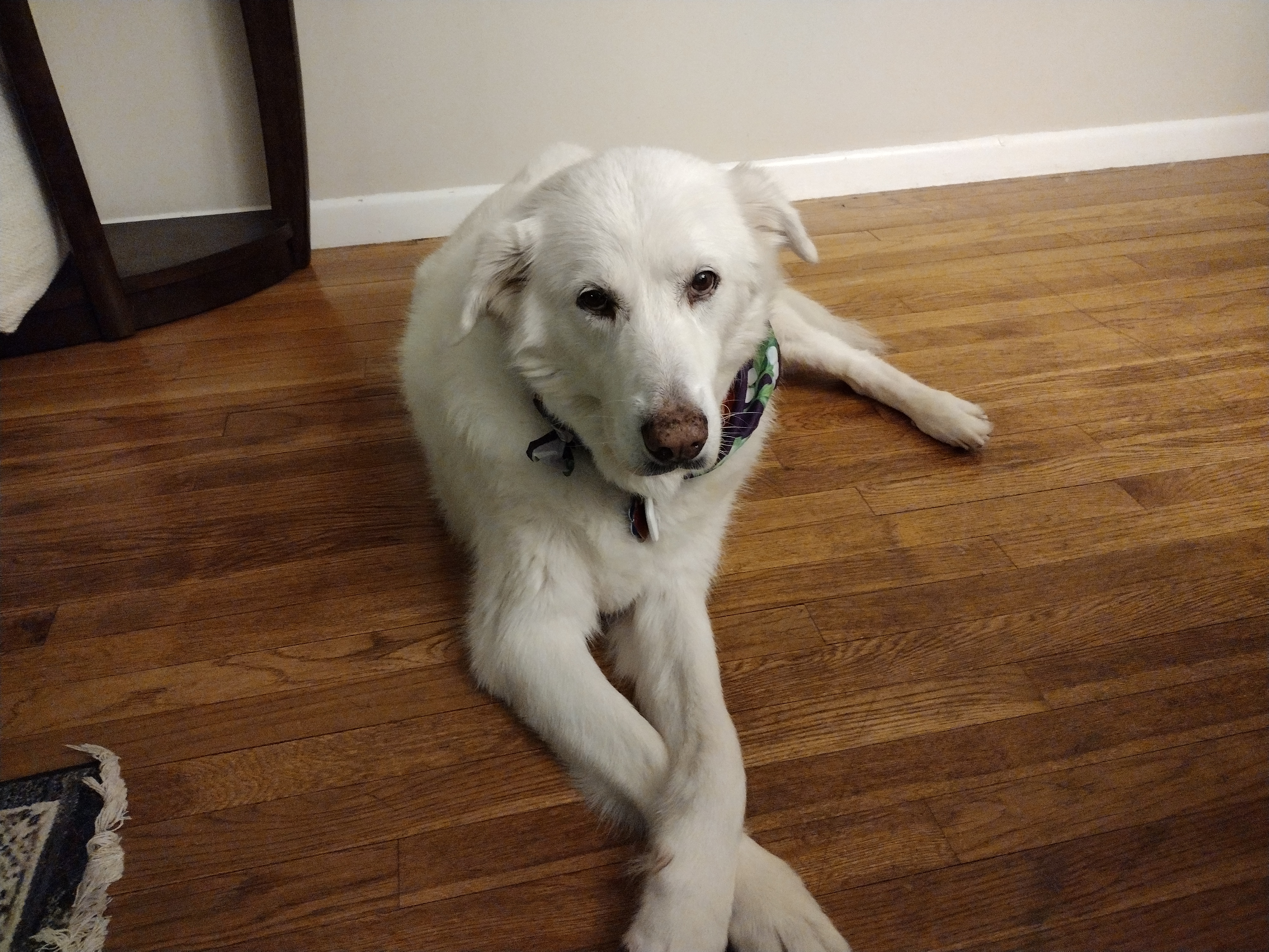 Hysterics over Reason Great Pyrenees Goes Through ‘7 Stages of Rage’