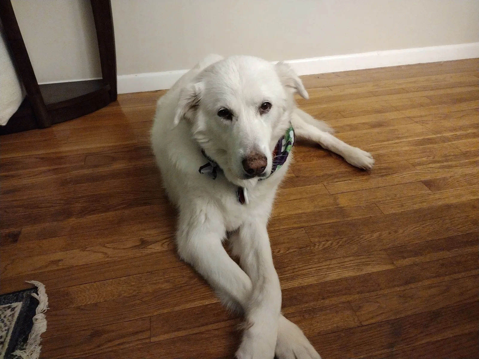Hysterics over Reason Great Pyrenees Goes Through ‘7 Stages of Rage’