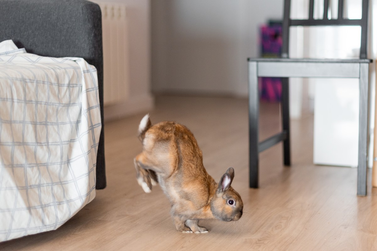 House Bunny Gets Sibling, Hysterics at Their Response: &lsquo;Double Stomping&rsquo;