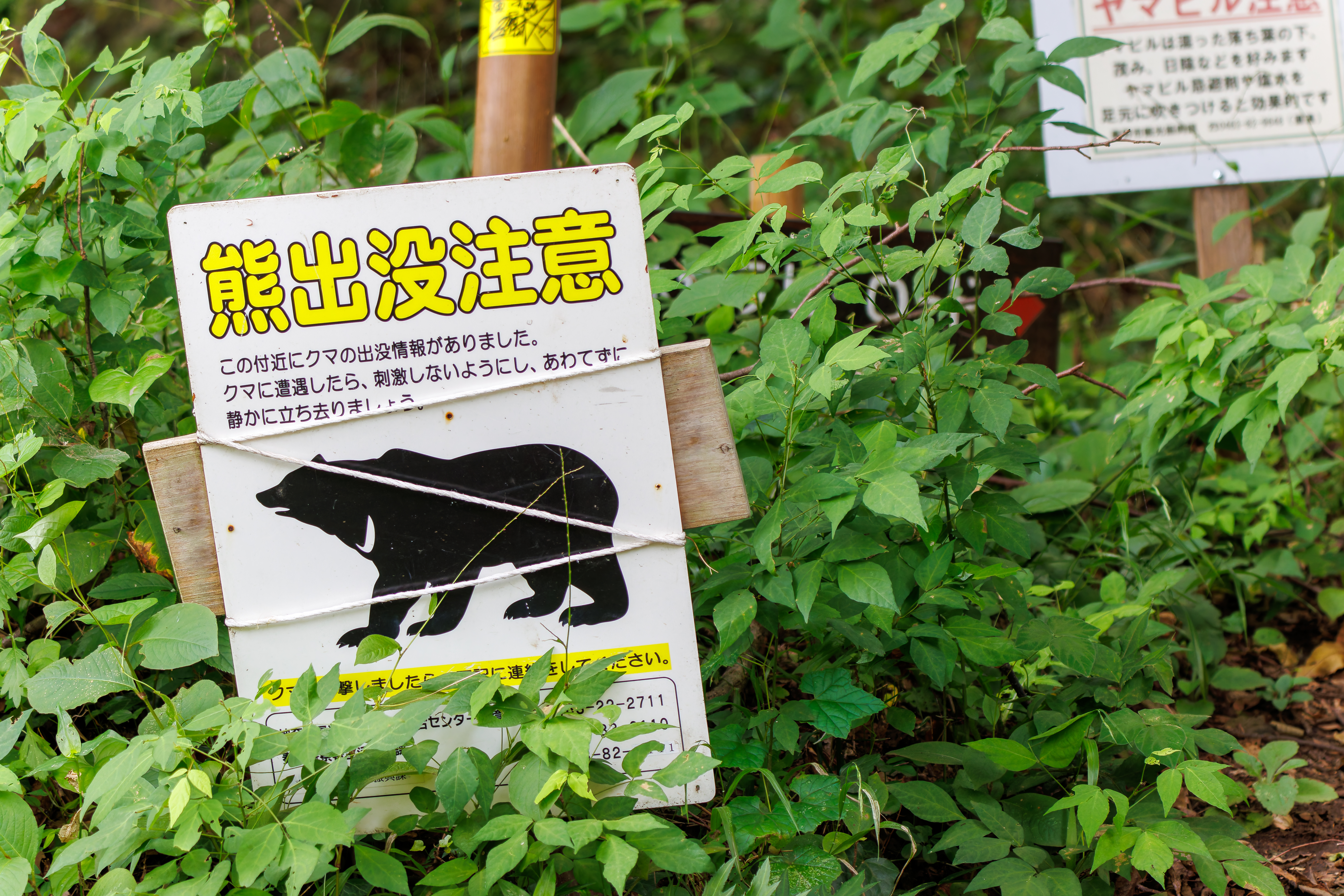 More Bears Killed in Japan After Rise in Attacks