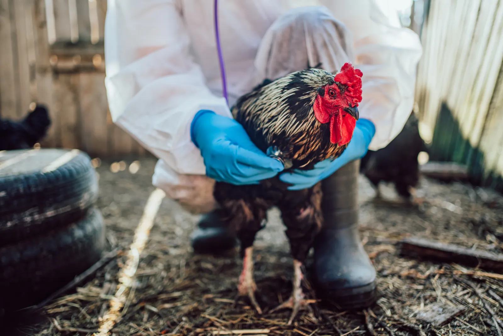 Veterinarian Examining Chicken in Farmyard. A poultry farmer in a protective suit and gloves carefully holds a rooster, ensuring the health and safety of the livestock. A stethoscope checks the breathing of poultry.