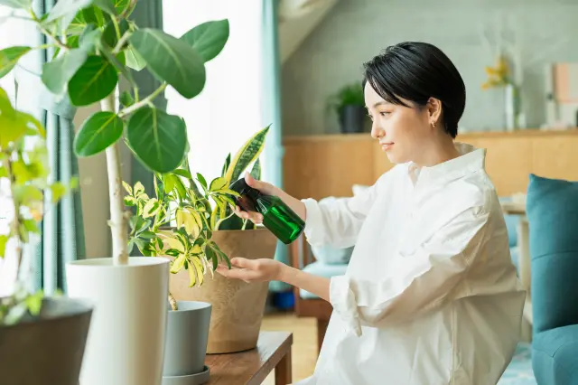 Woman watering household plants.