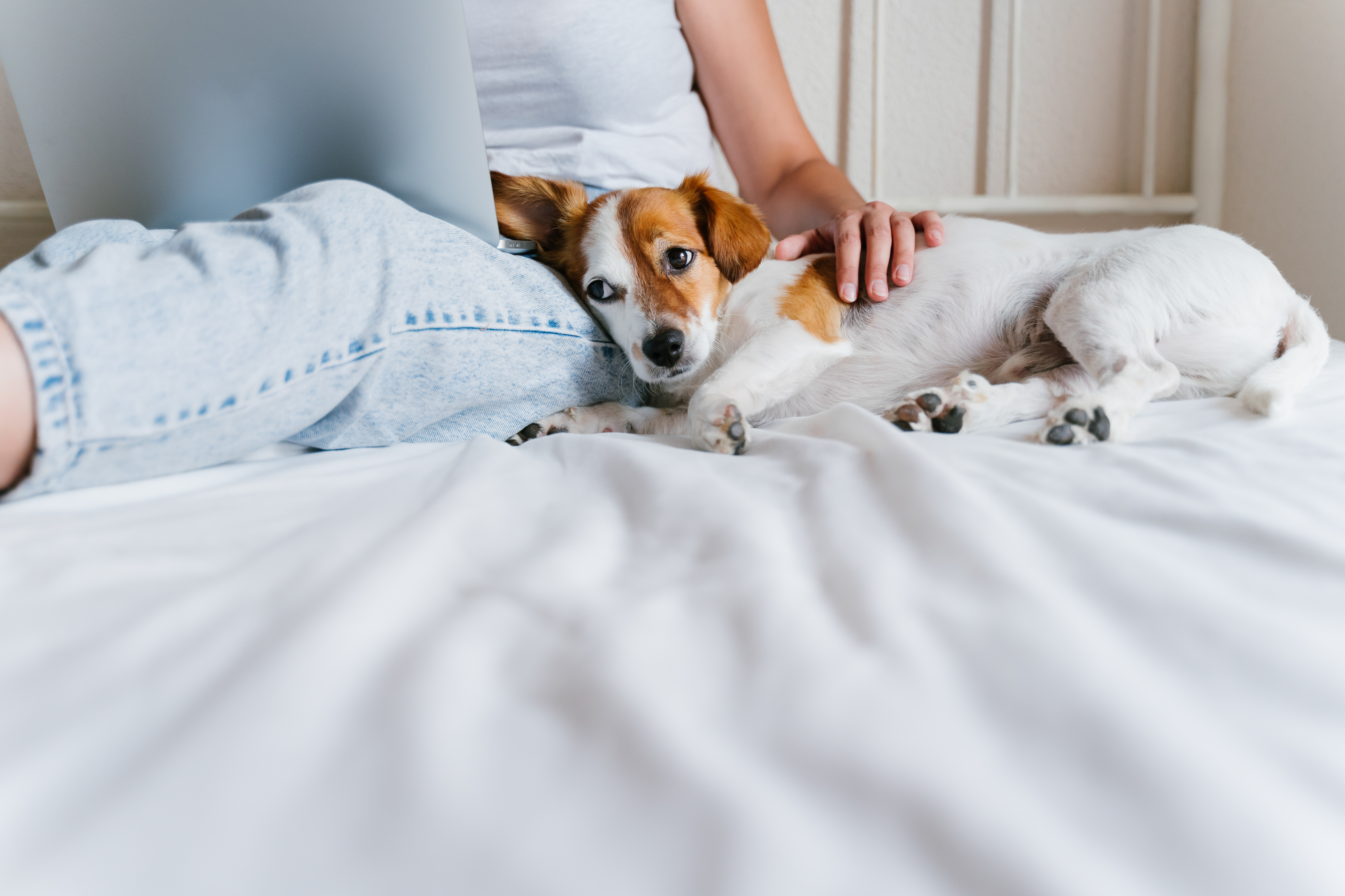 Dog Owner's View When WFH All Day Melts Hearts: 'Derpiest'