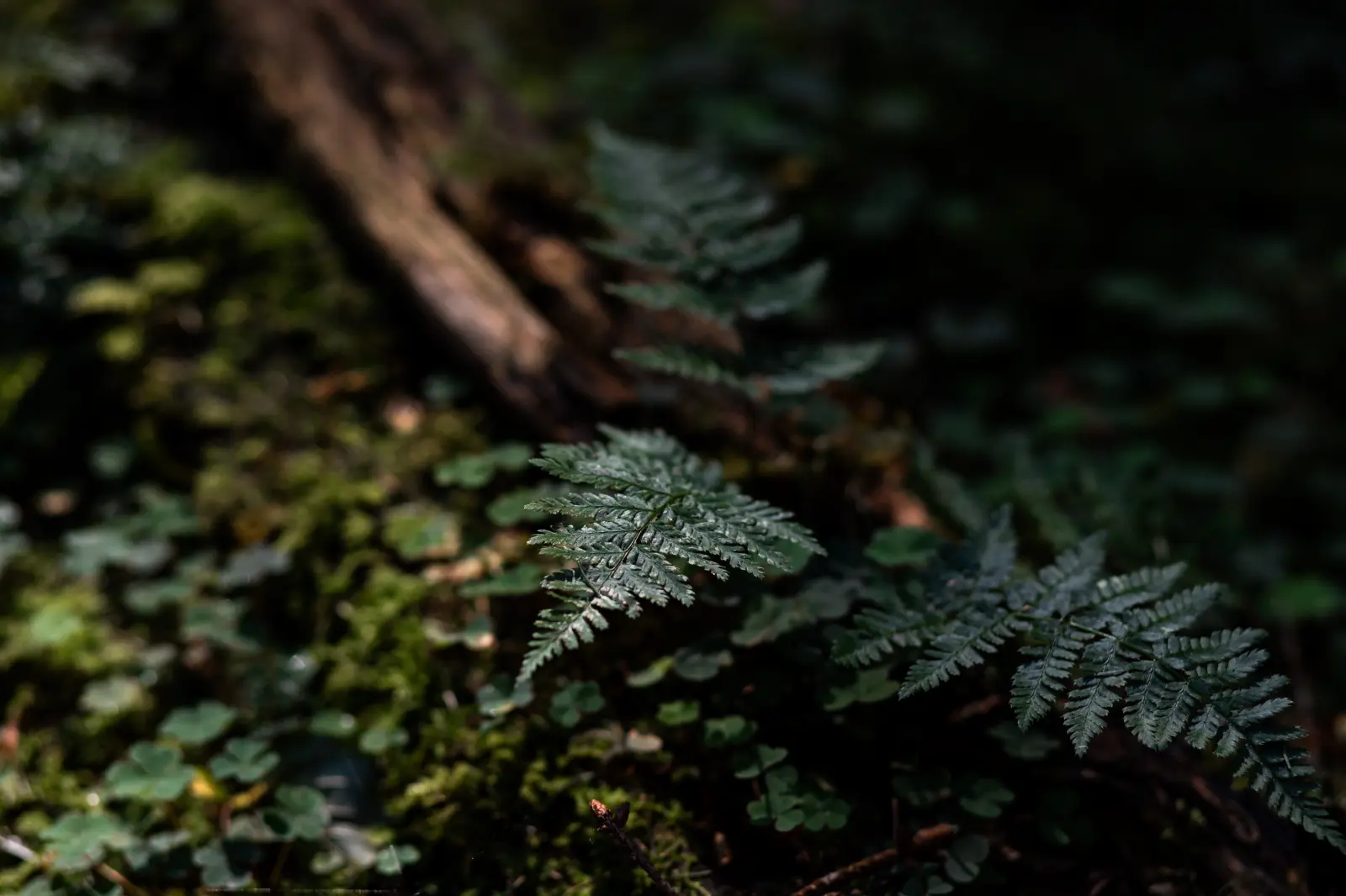 A Green Solution: How Ferns Could Revolutionize Rare Earth Extraction