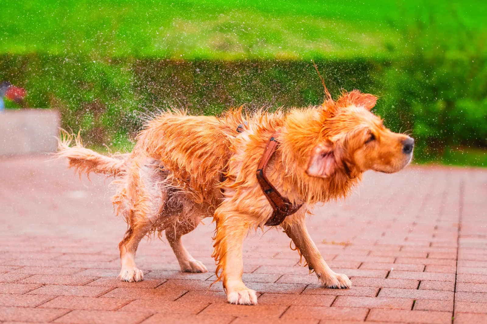 Golden Retriever Owner Confused Over Why Dog Is Wet, Horror at Realization 
