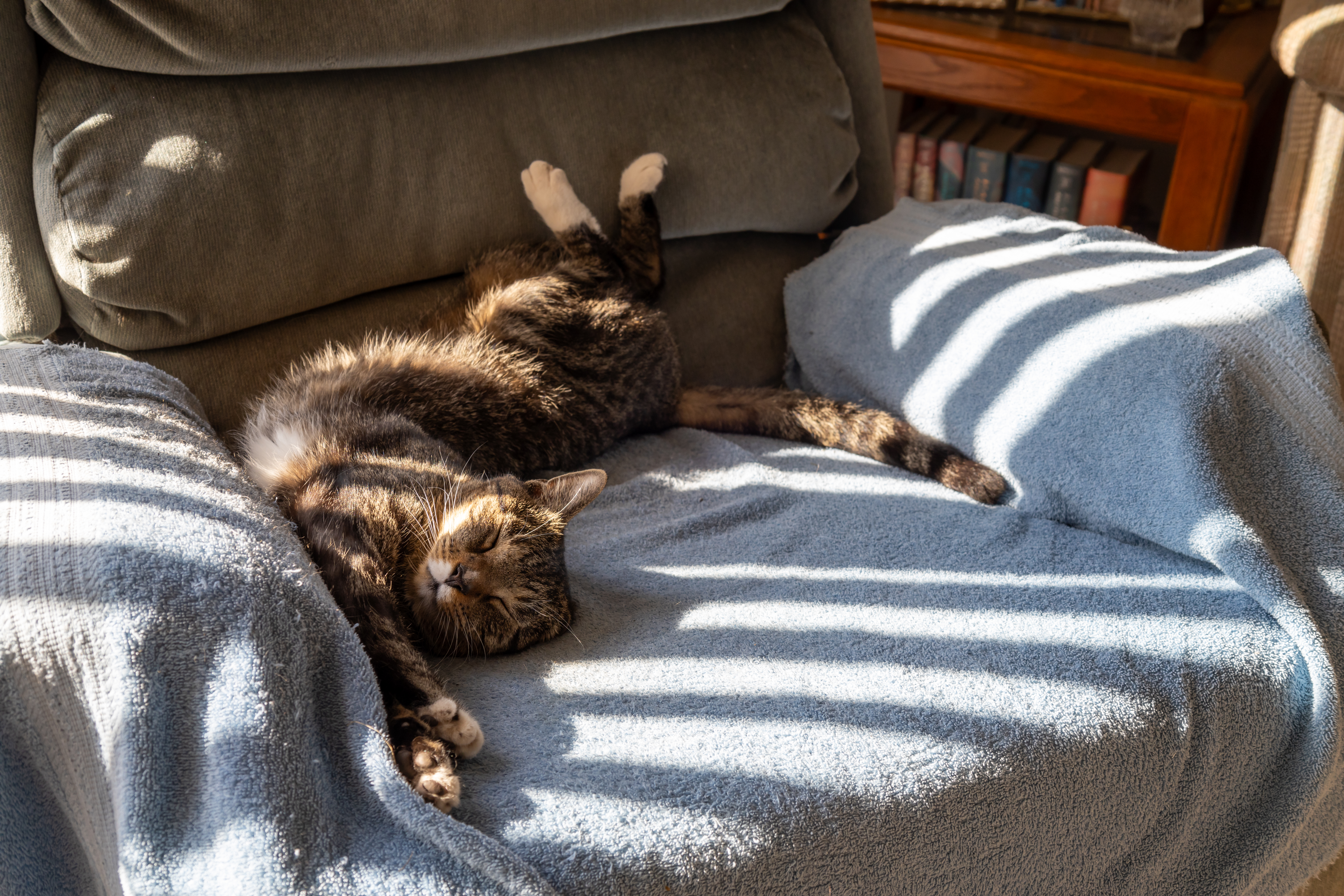 Stray Cat Breaks Into House Uninvited—Now He 'Owns the Place'
