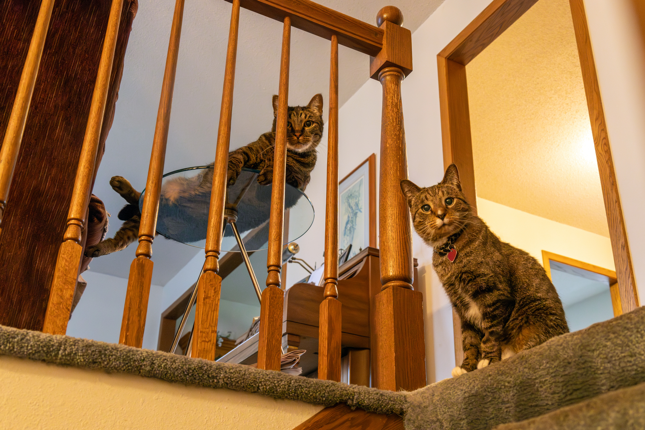 Cat Owner Returns From Vacation, Shock Over Who’s Caught in Home: ‘Busted’