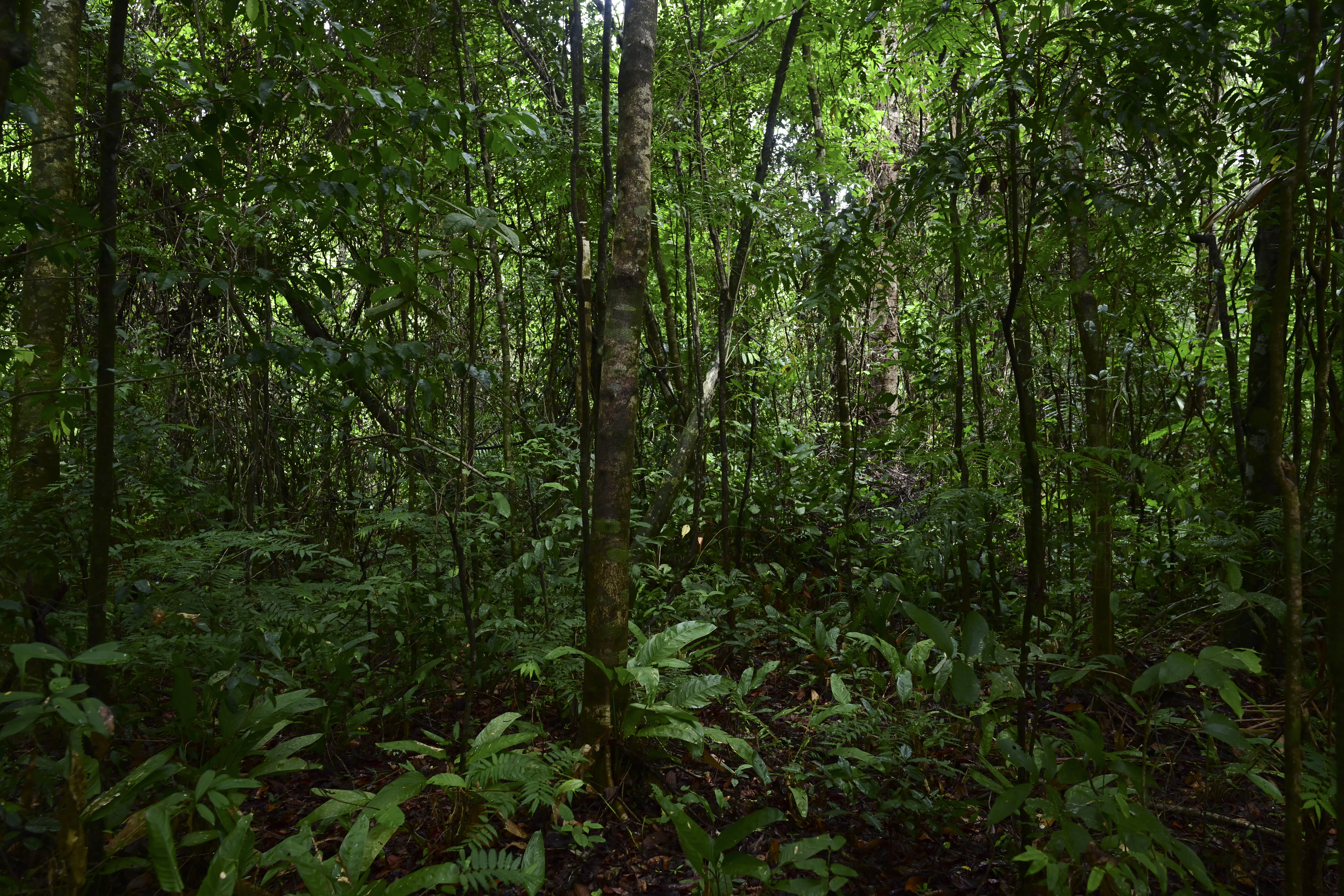Amazonizing the Climate Emergency | Opinion