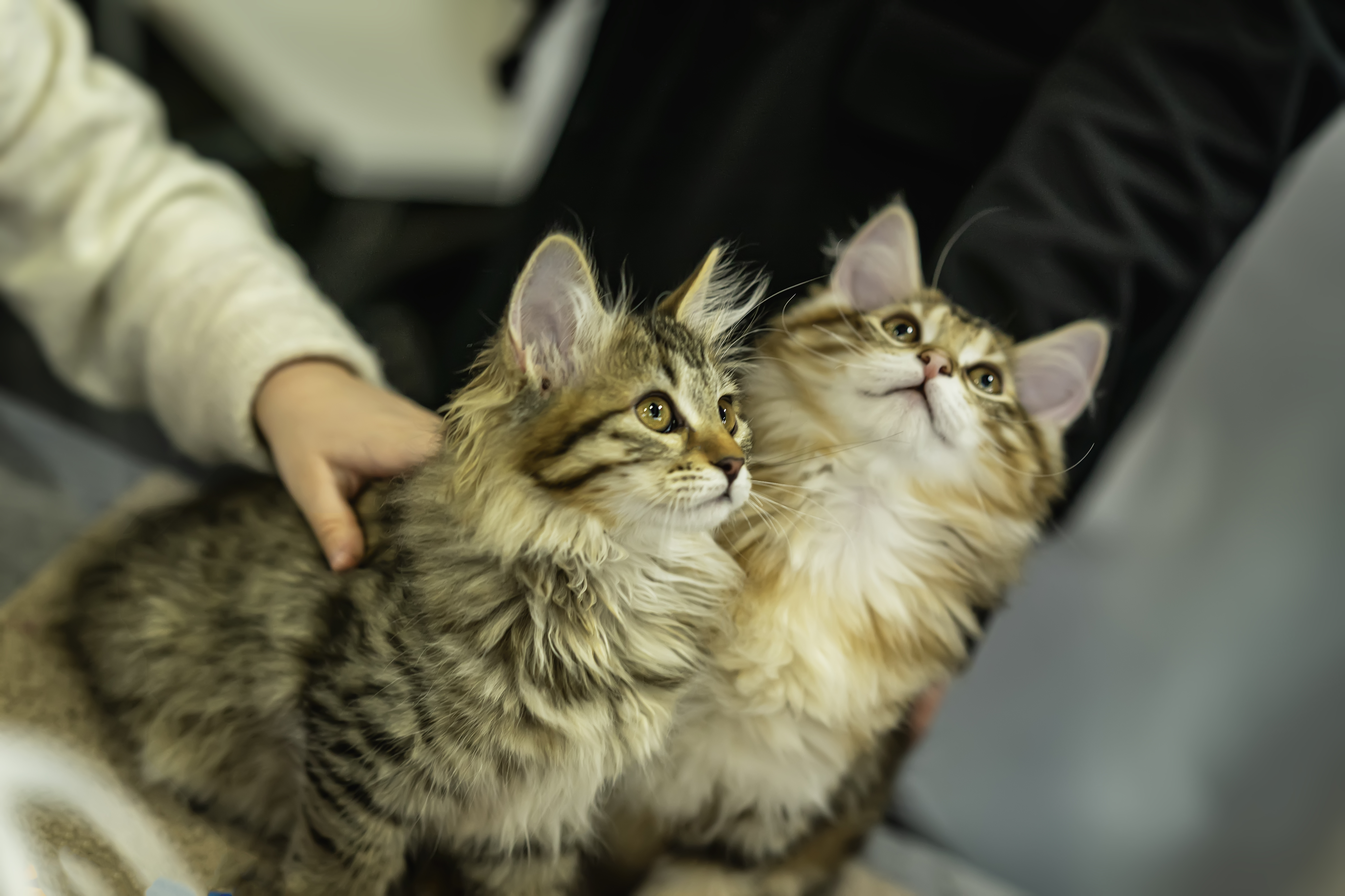 Woman Adopts Two Kittens, Unprepared For What One Grows Into