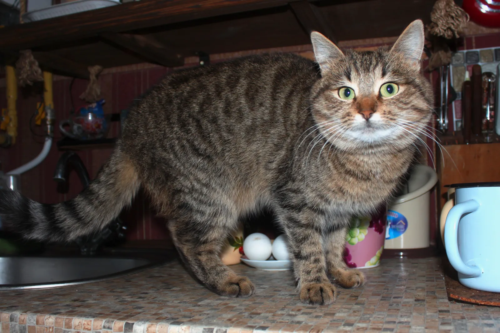Cat Has Three Legged Sibling, What She Does To Get Attention Melts Hearts