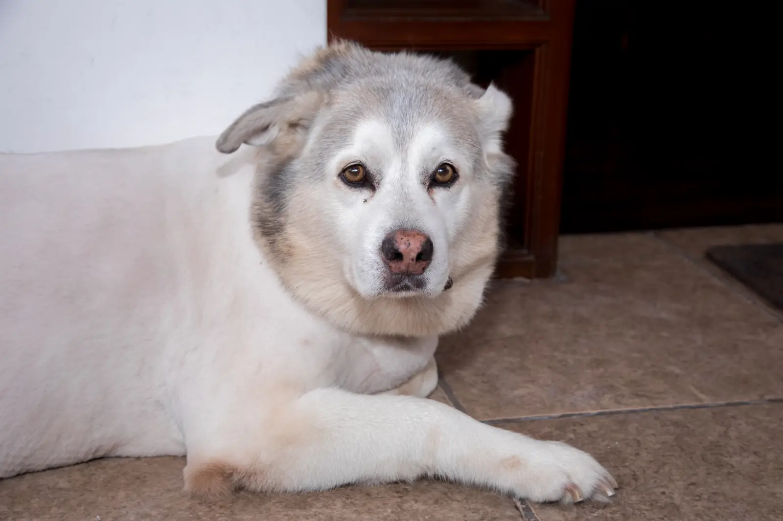 Senior Husky Trying To Act Like a Puppy Leaves Internet Heartbroken