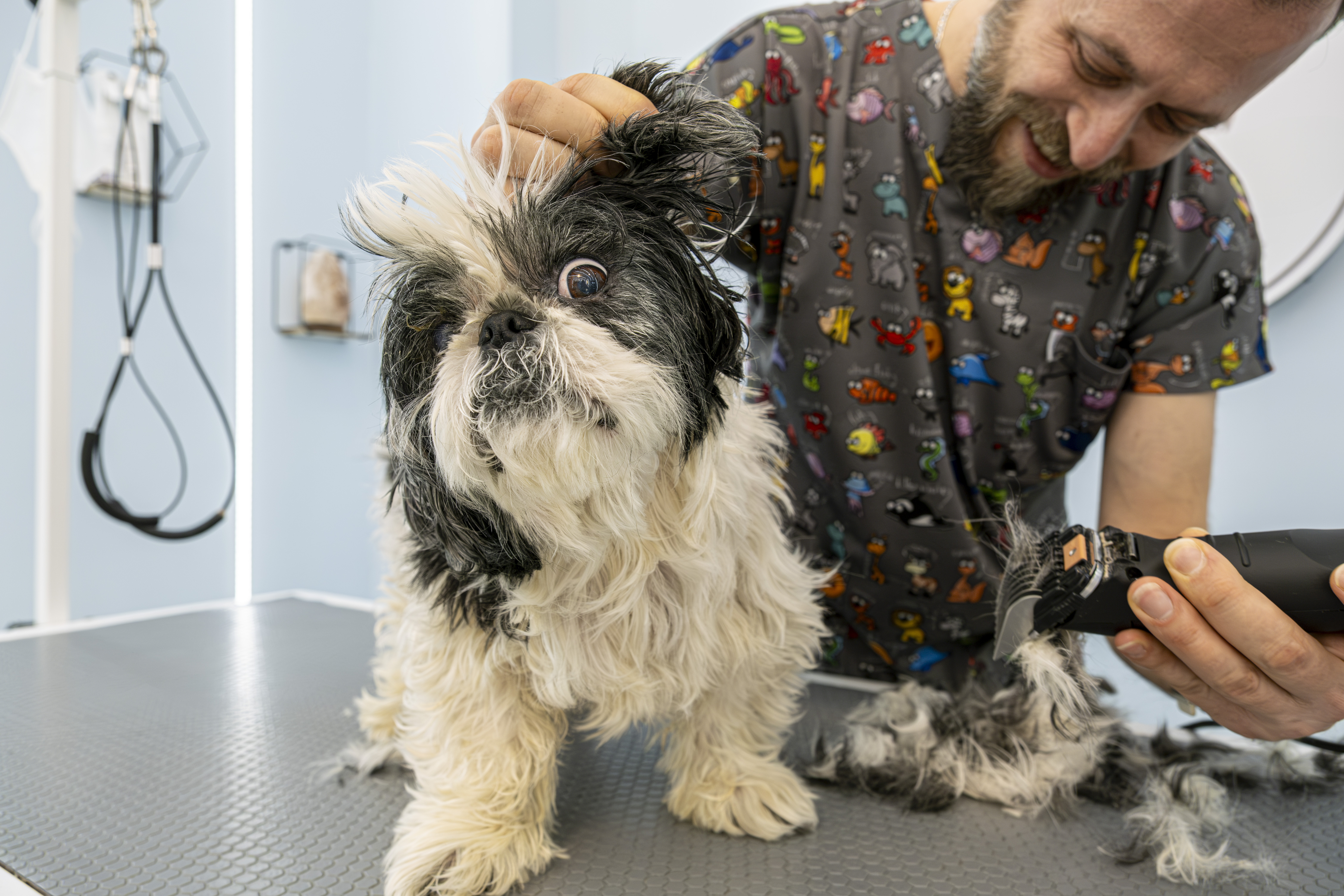 Dog Jumping for Joy on Trampoline Viewed by 10 Million: 'Ears