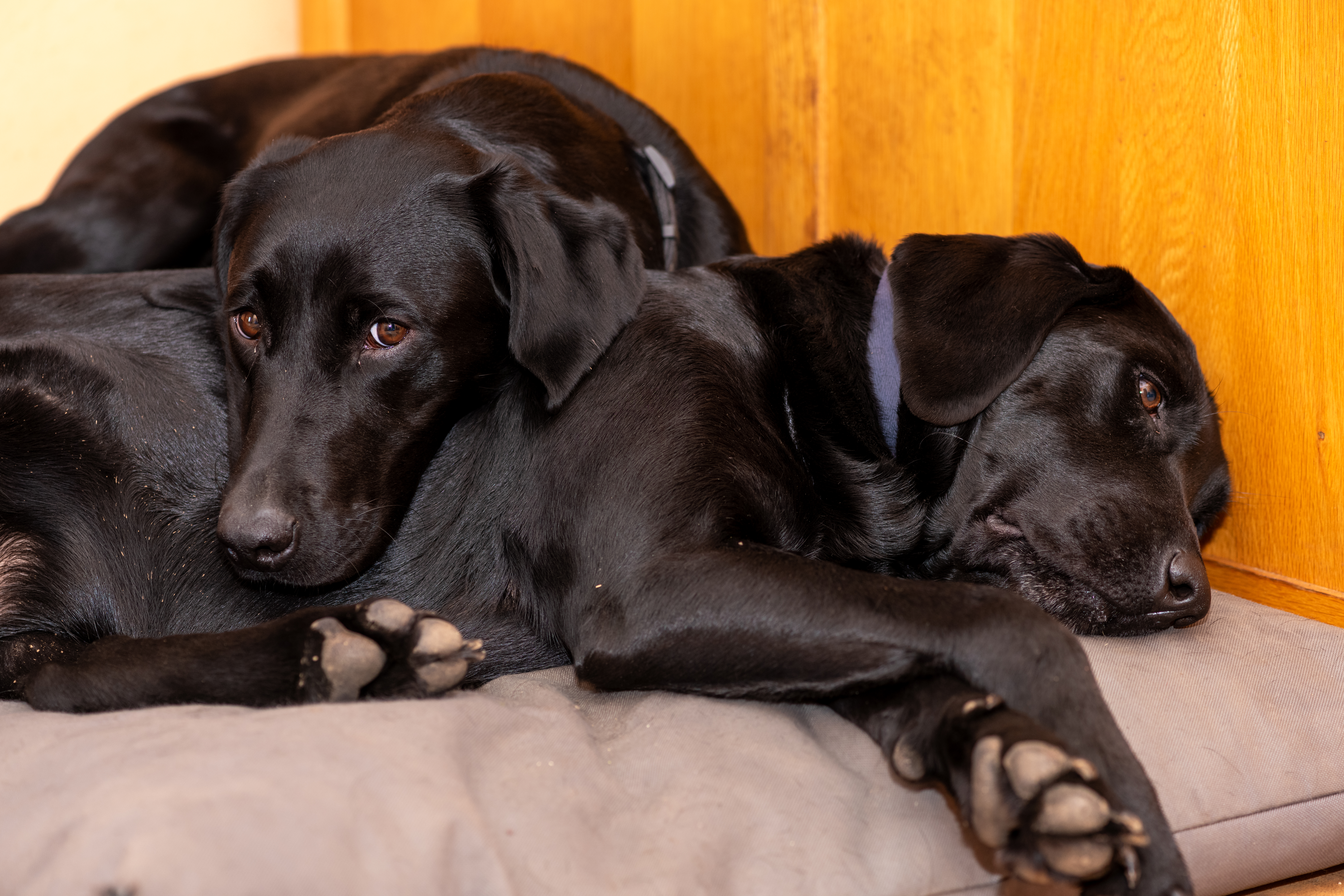Labrador Owner Watches Duo on Pet Cam, Hearts Melt at What They’re Doing