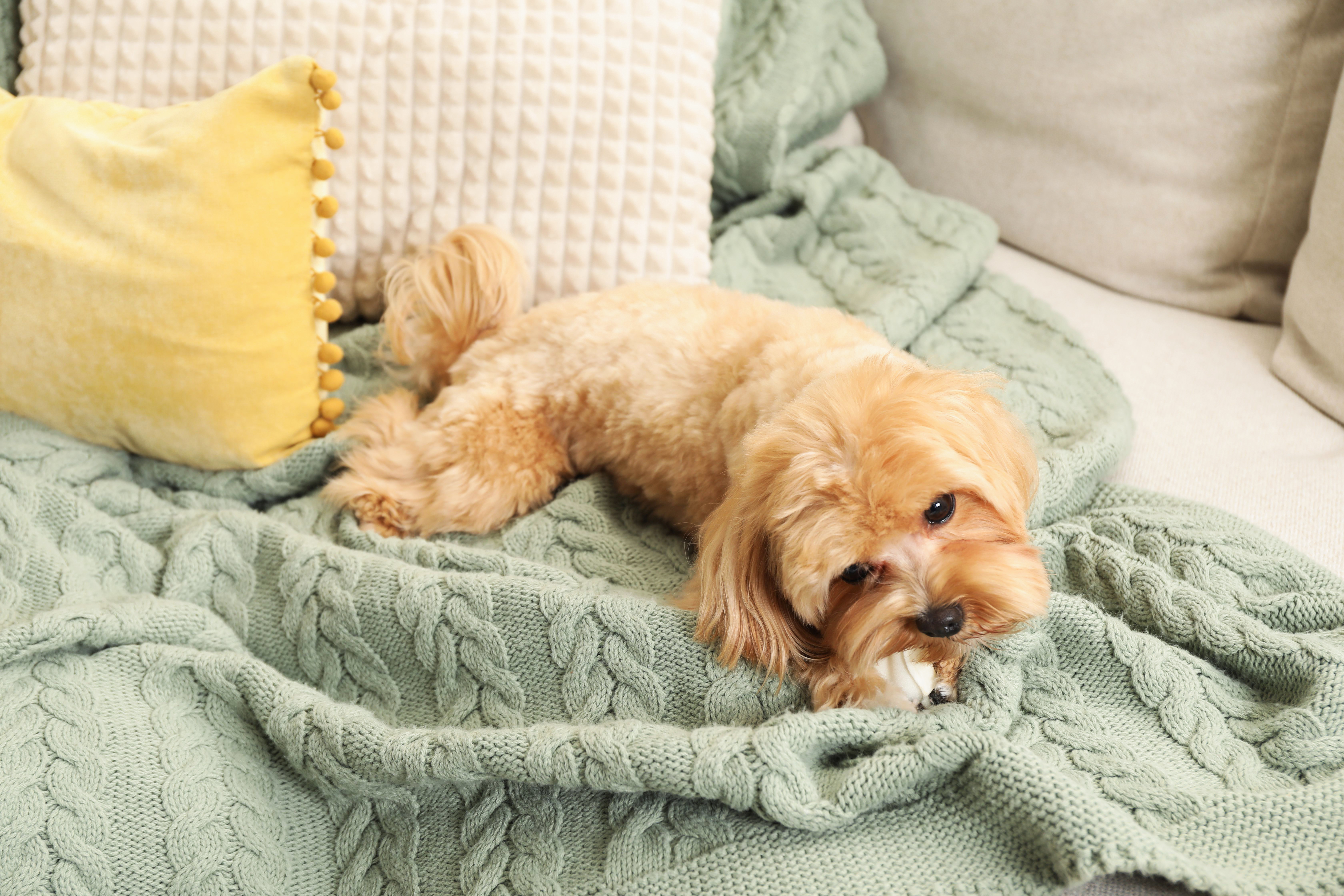 Hysterics at What Dog Sibling Chooses to Sleep On: ‘Cozy'