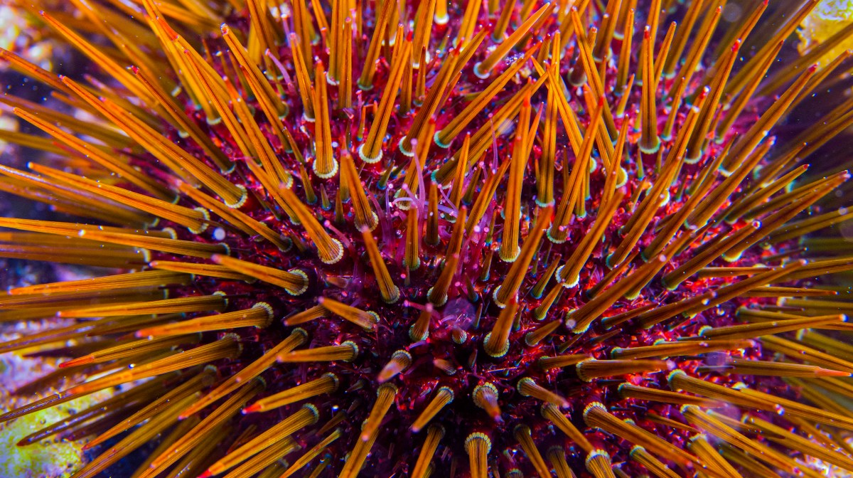 Scientists Discover Creature With & 039;All-Body Brain& 039;