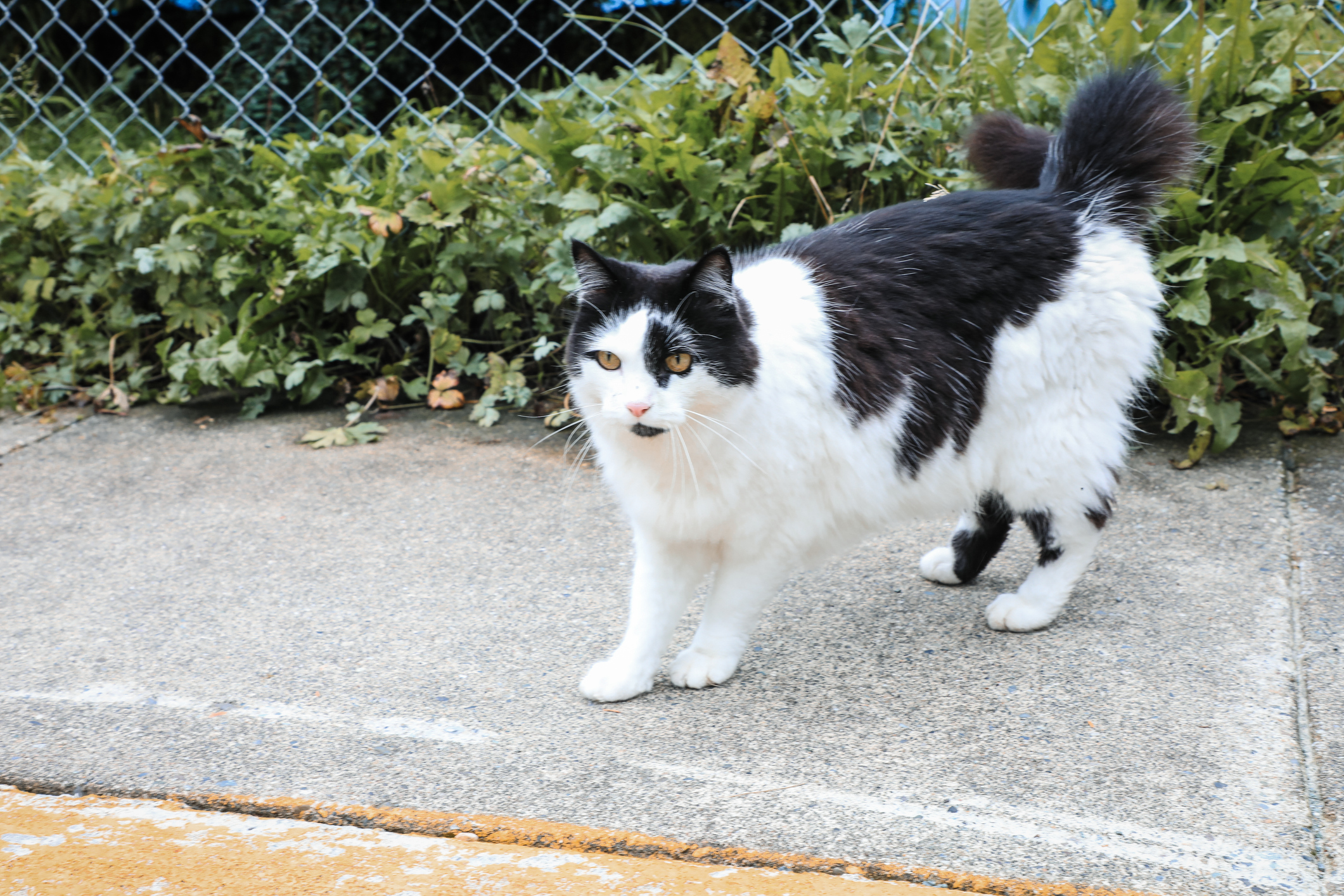 Couple Move to Alaska, Accidentally Adopt a Cat—Then Comes Surprise