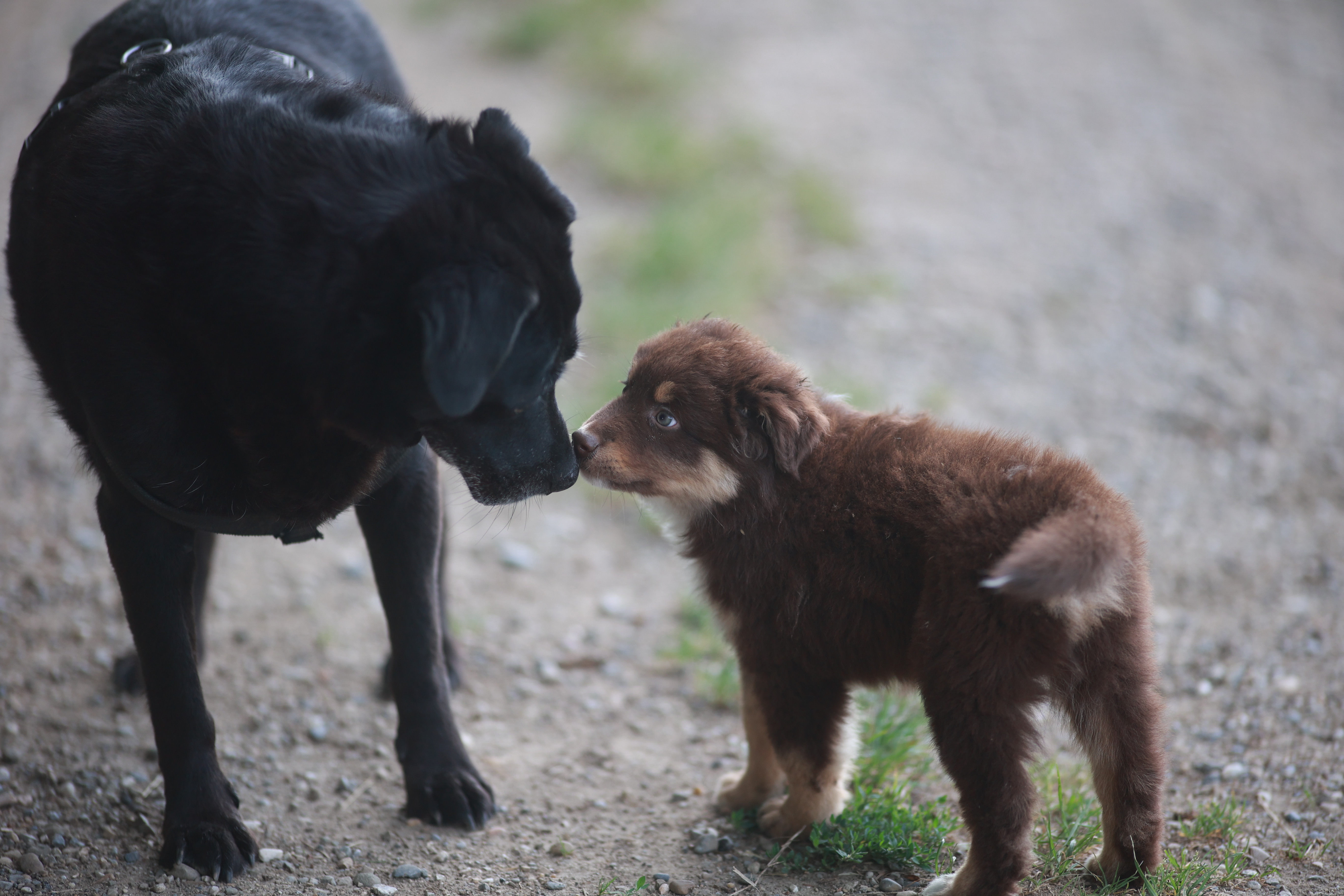 Senior Dog Refuses To Accept New Puppy—but There’s a Heartwarming Twist