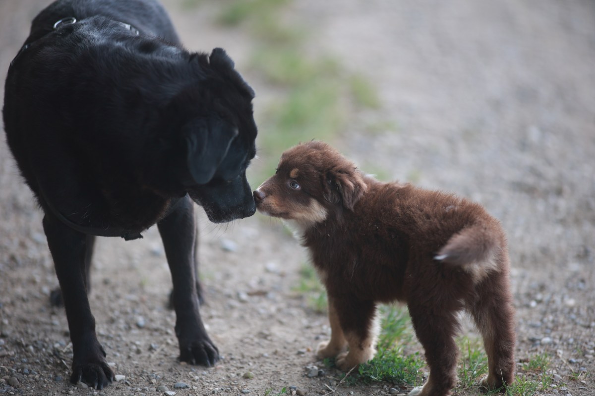 Senior Dog Refuses To Accept New Puppy&mdash;but There&rsquo;s a Heartwarming Twist