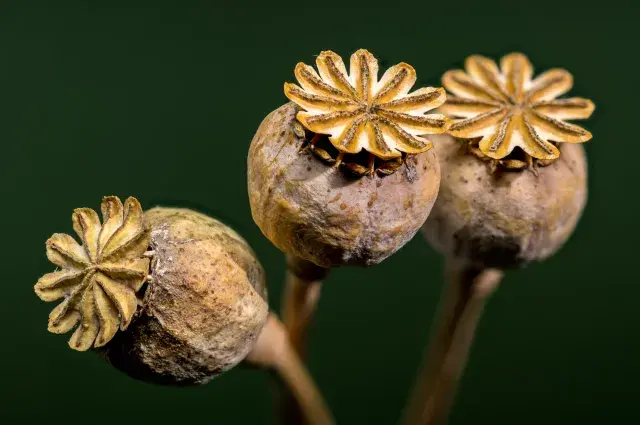 A dried opium poppy plant.
