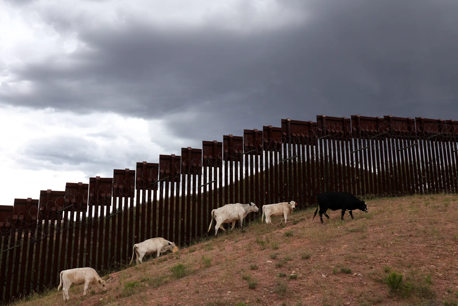 Trump Admin Blames High Beef Prices on Mass Migration