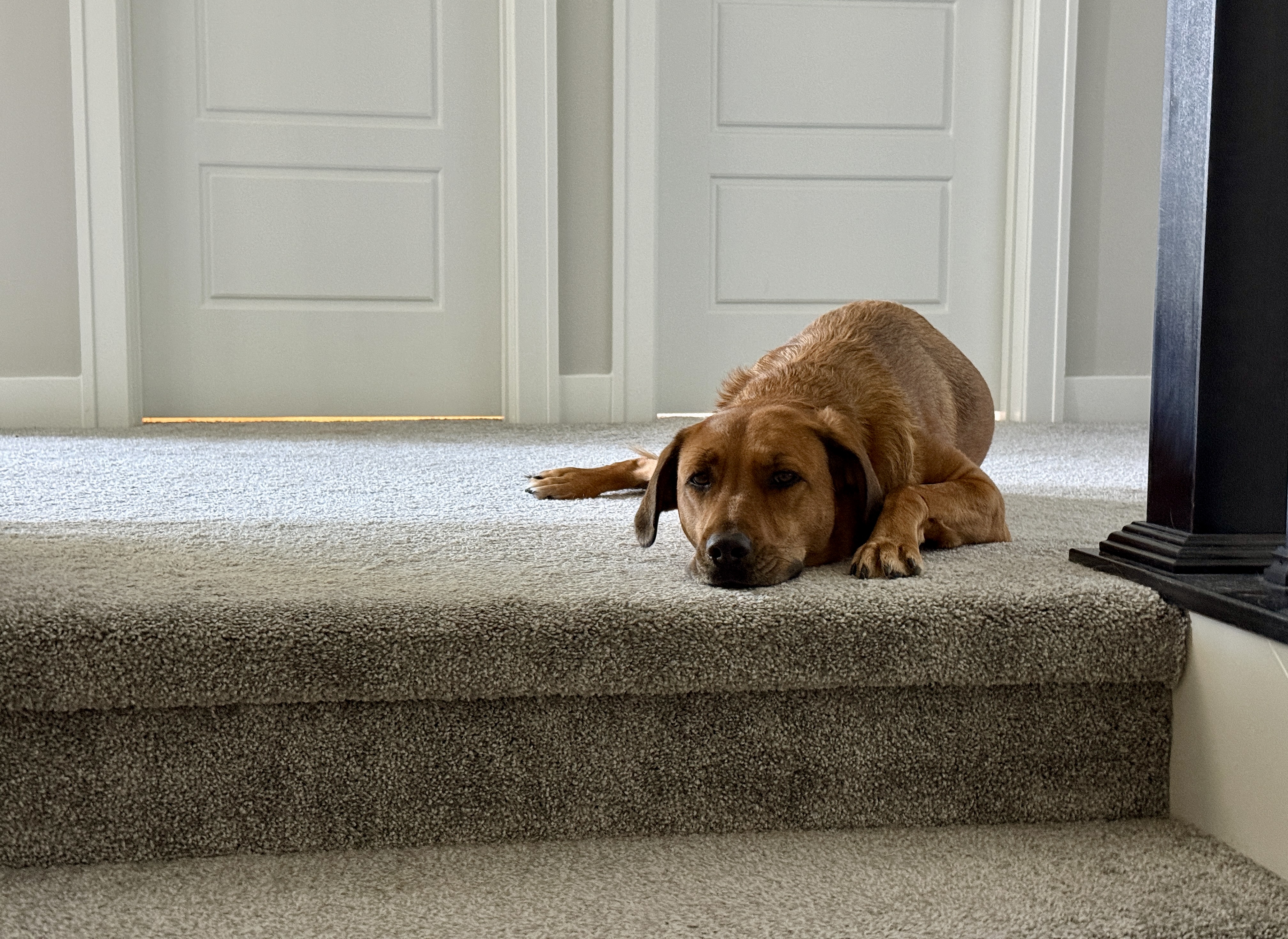 Rescue Dog Gets Adopted, Her New 8 P.M. Bedtime Routine Goes Viral