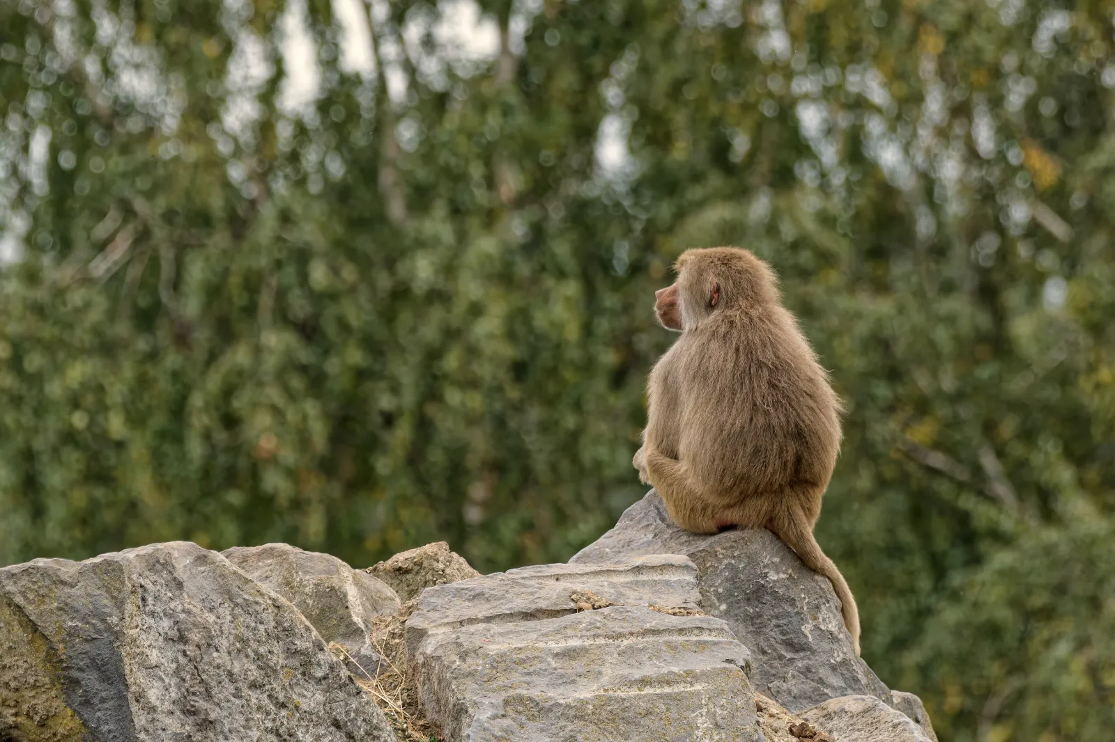 Couple Gets Airbnb for South Africa Wedding—Stunned by ‘Terrifying’ Visitor