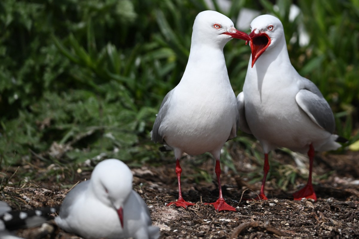 Decoding the 'Bird Theory': A Modern Relationship Gauge