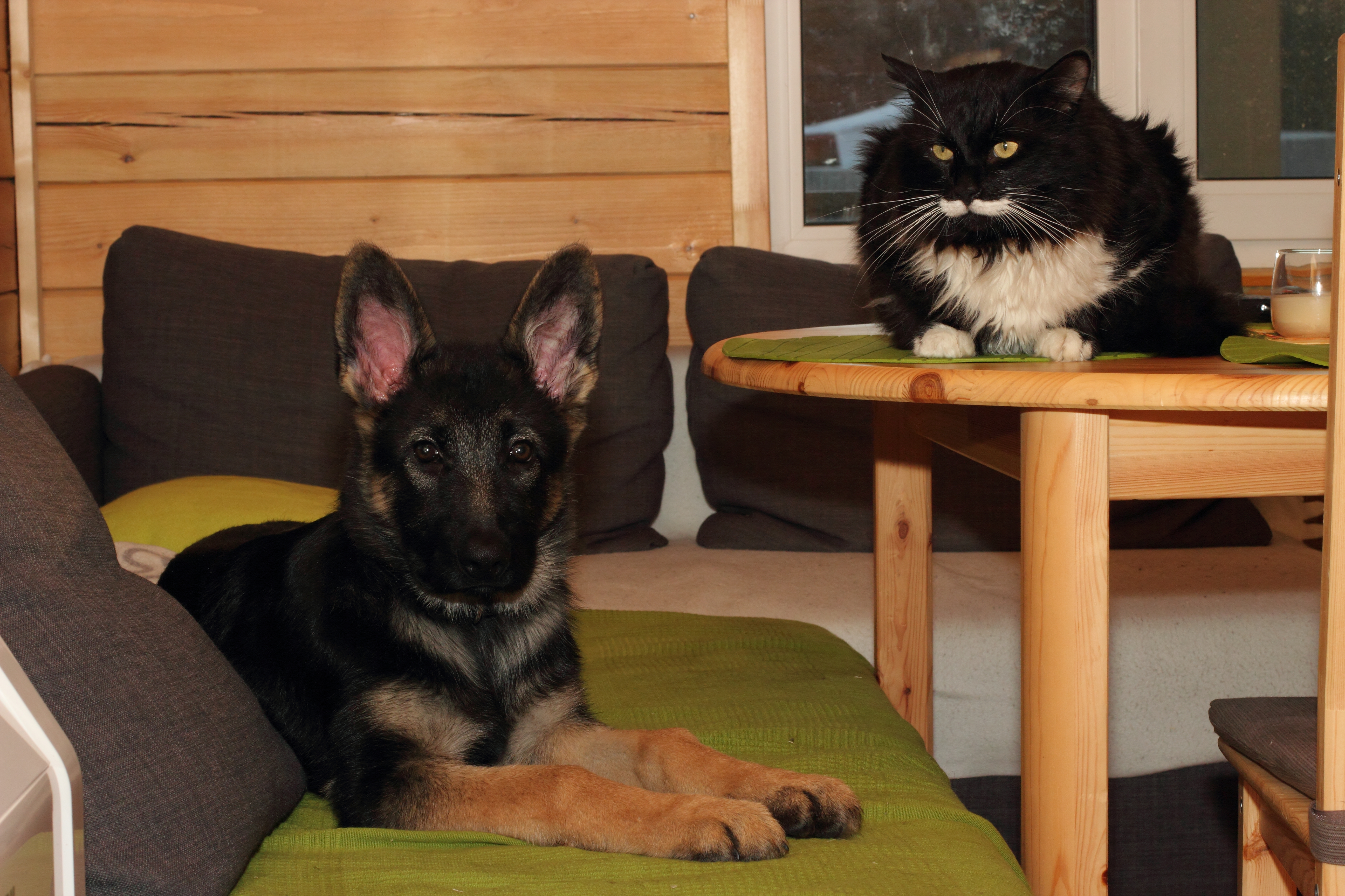 German Shepherd Puppy in Training, How Cat Gets Involved Melts Hearts