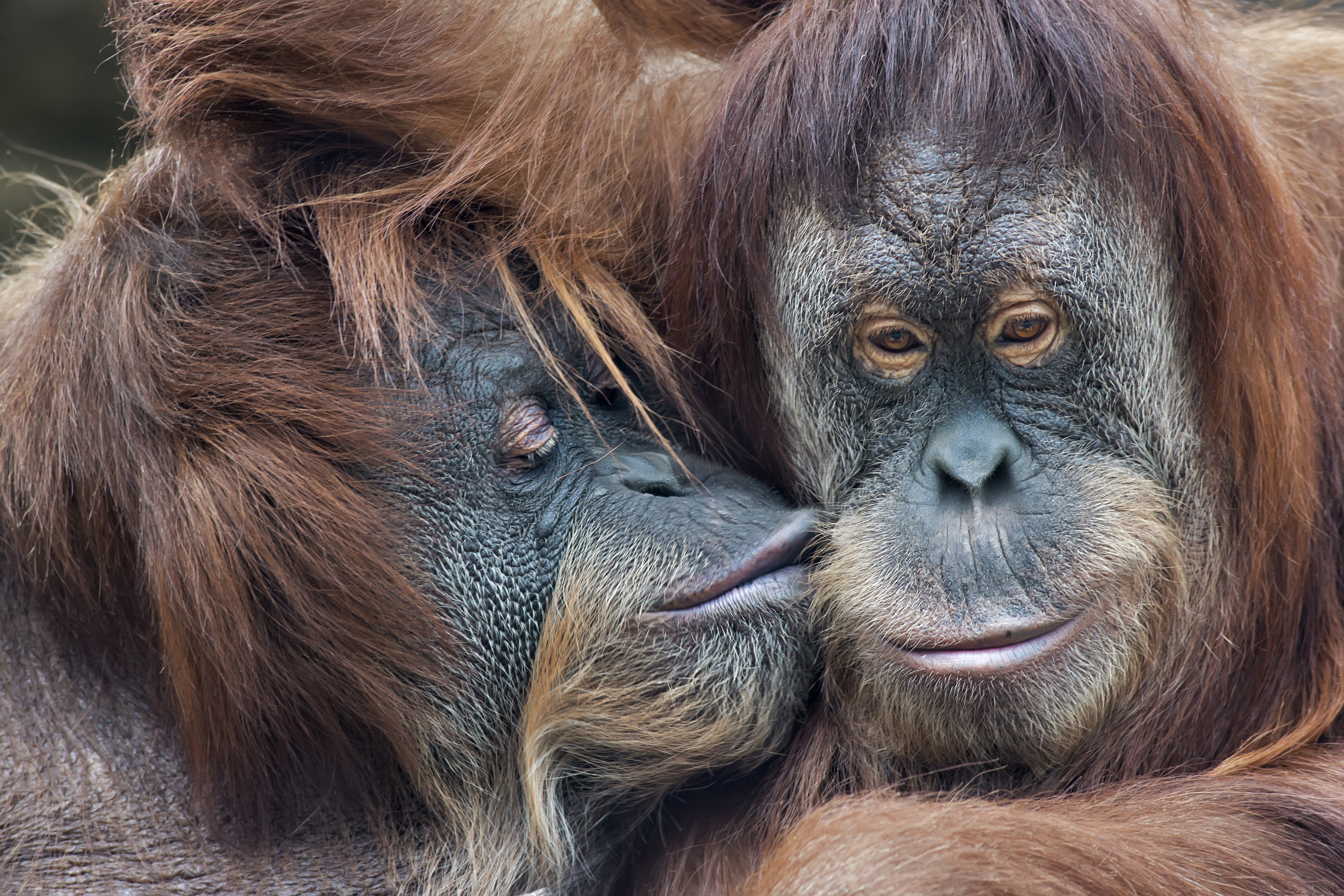 Scientists Reveal the Origin of Kissing