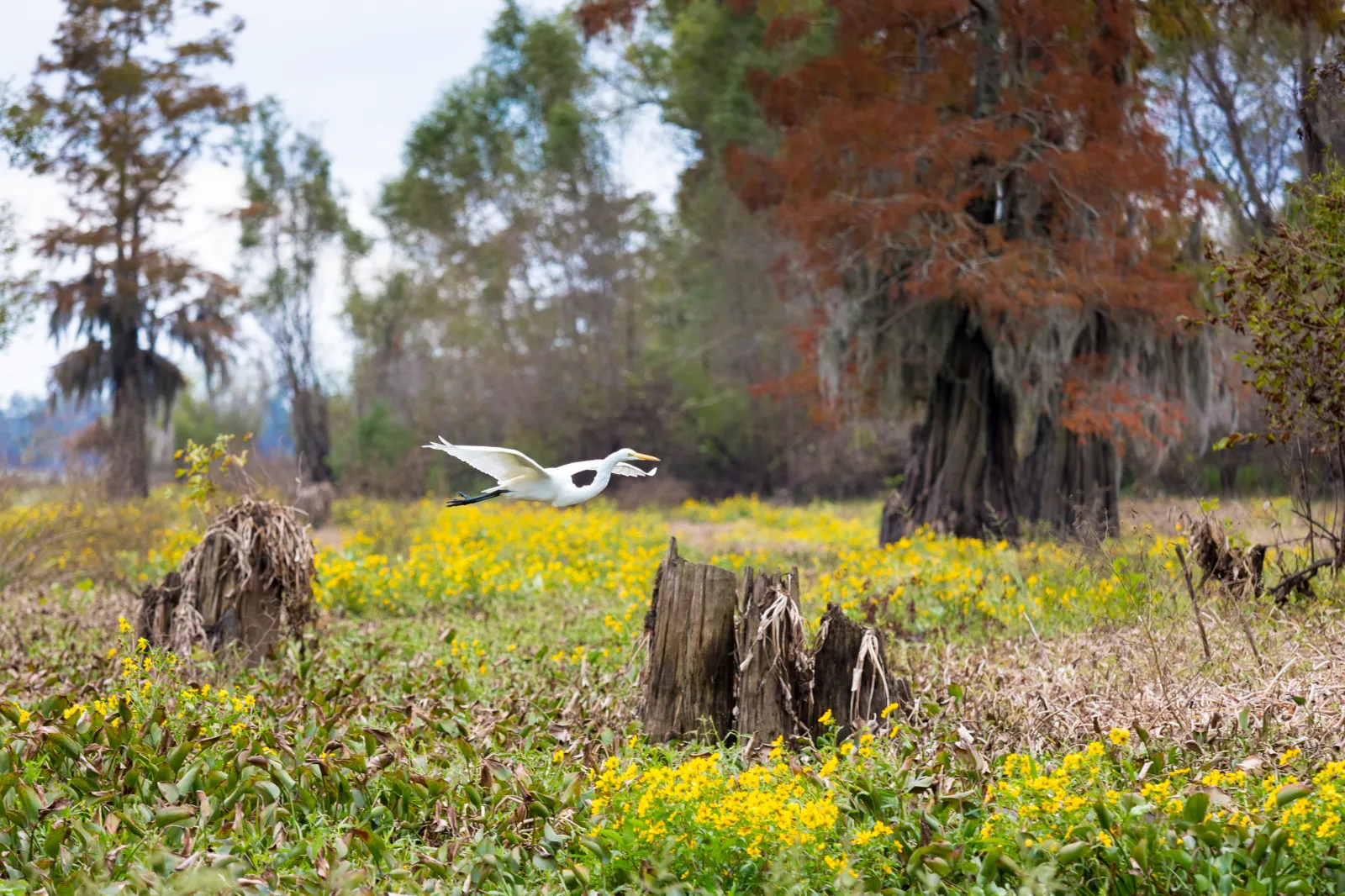 Foreign Energy Companies Have No Home in Our Forests | Opinion