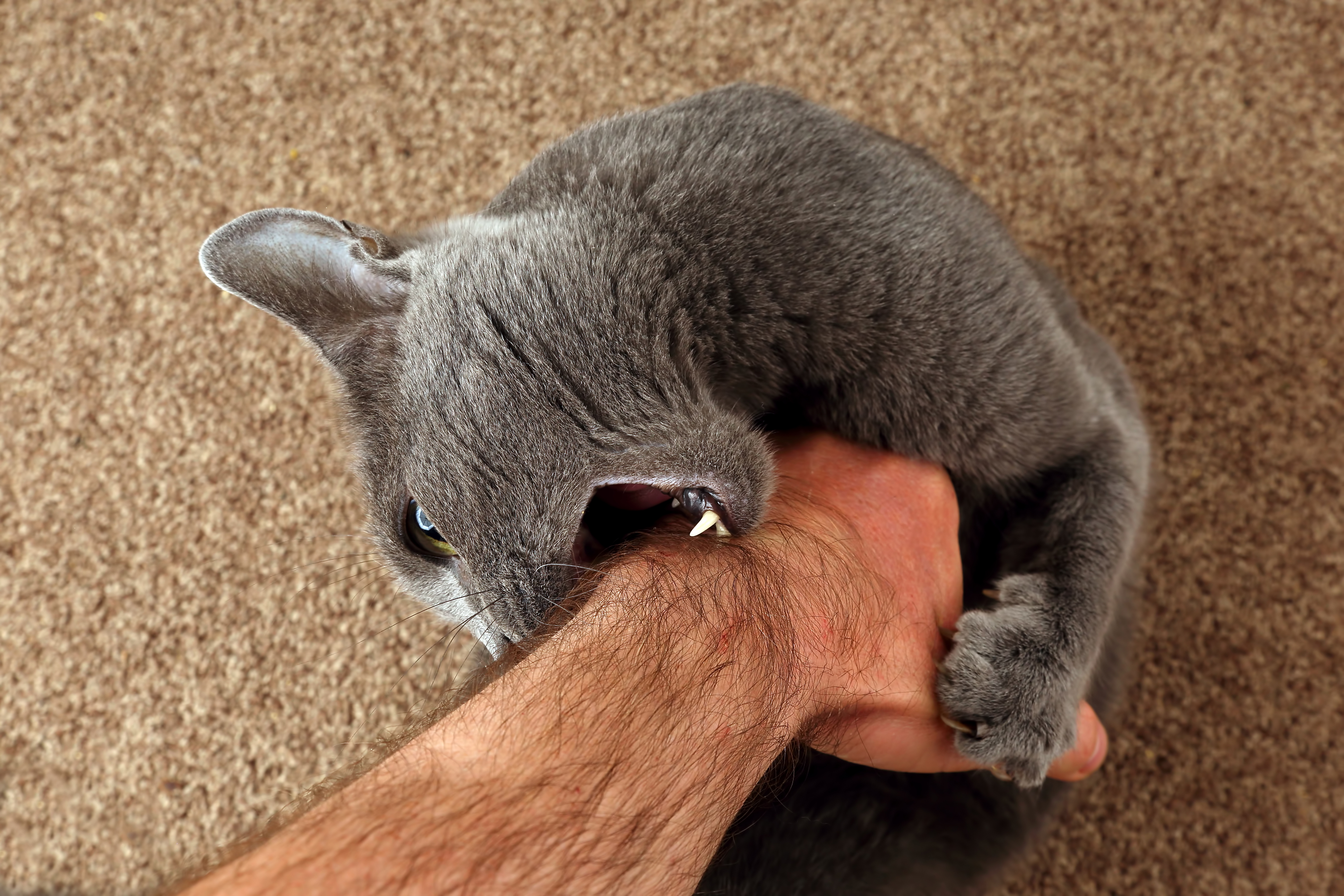 Cat Slaps Owner for Petting Him Wrong—Then Shows Him the Right Way