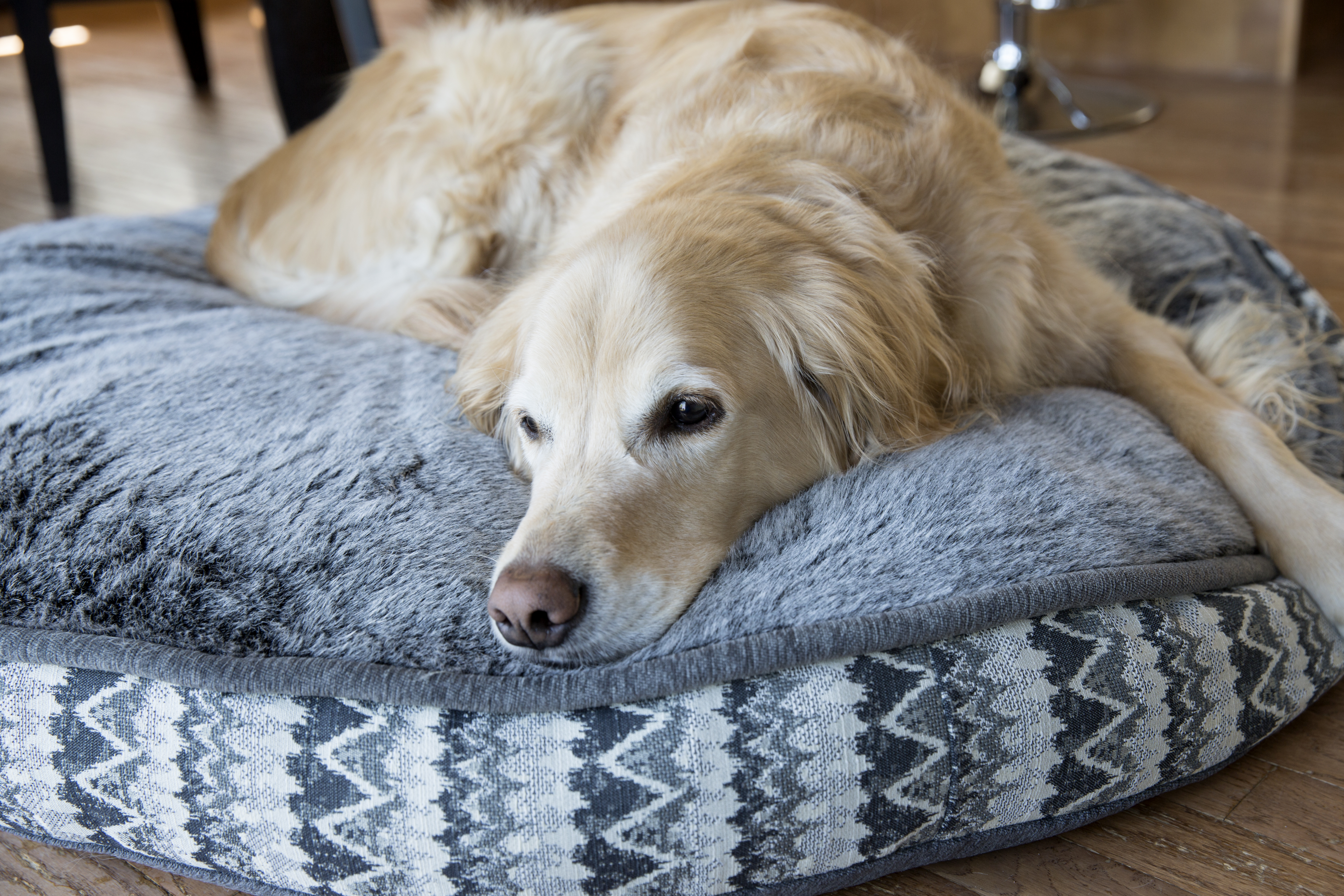 Tears at What Golden Retriever Insists on Bringing to Bed: 'Precious'