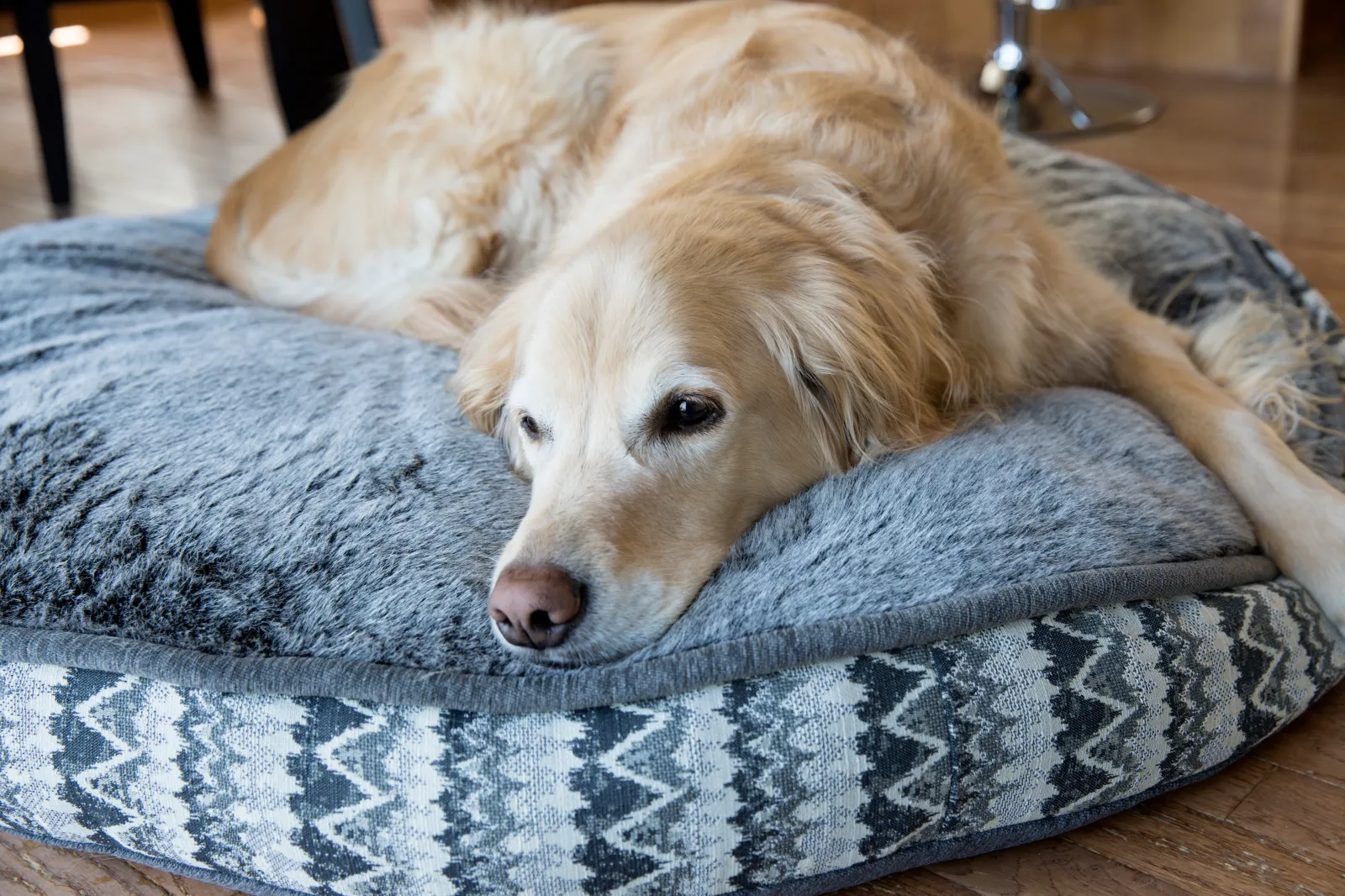 Tears at What Golden Retriever Insists on Bringing to Bed: ‘Precious’ 