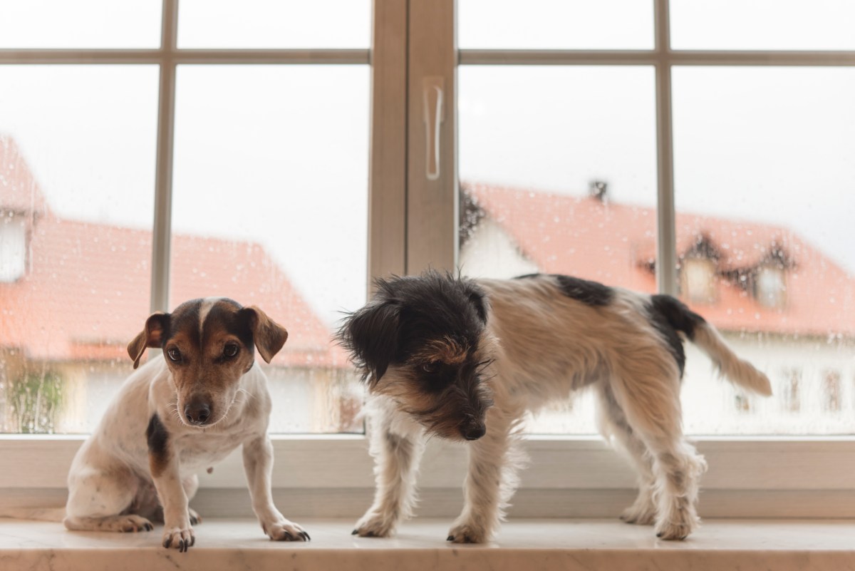 Jack Russell Gets Puppy, How Personality Changes Leaves Viewers Obsessed&nbsp;