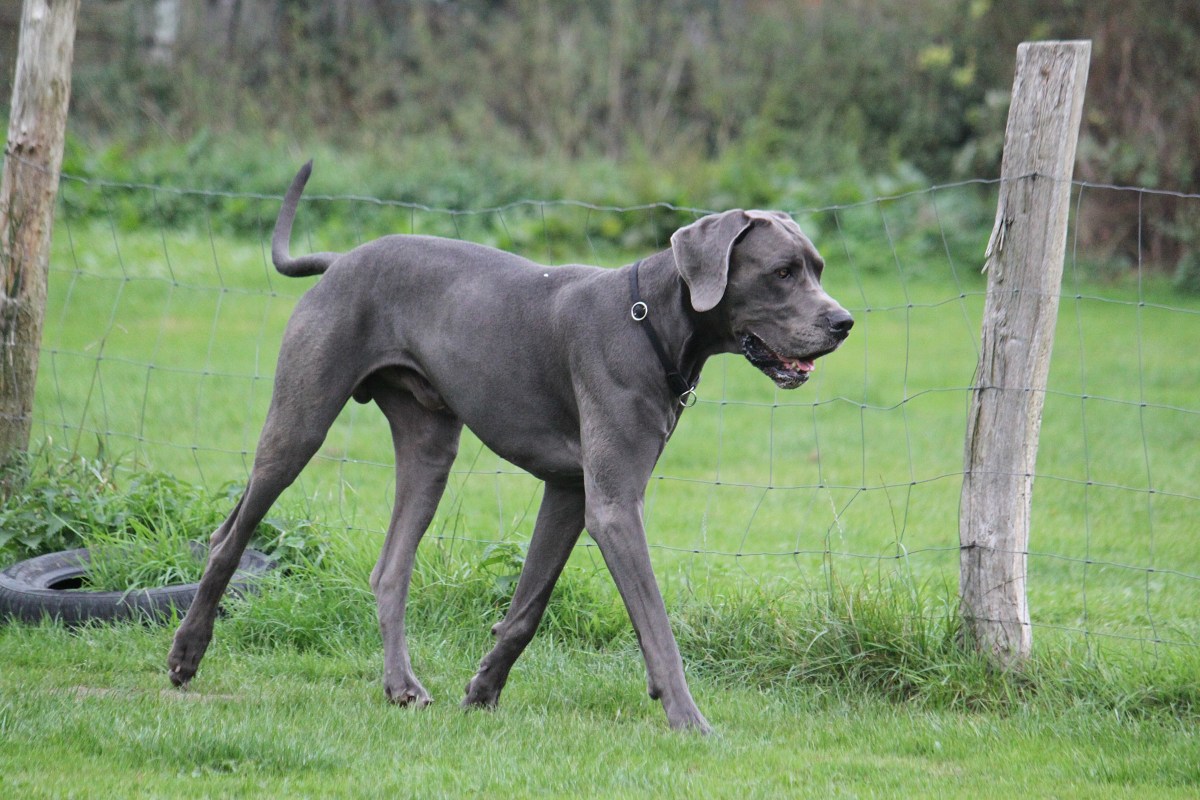Great Dane and Corgi Have Puppies, No One Is Ready for Result