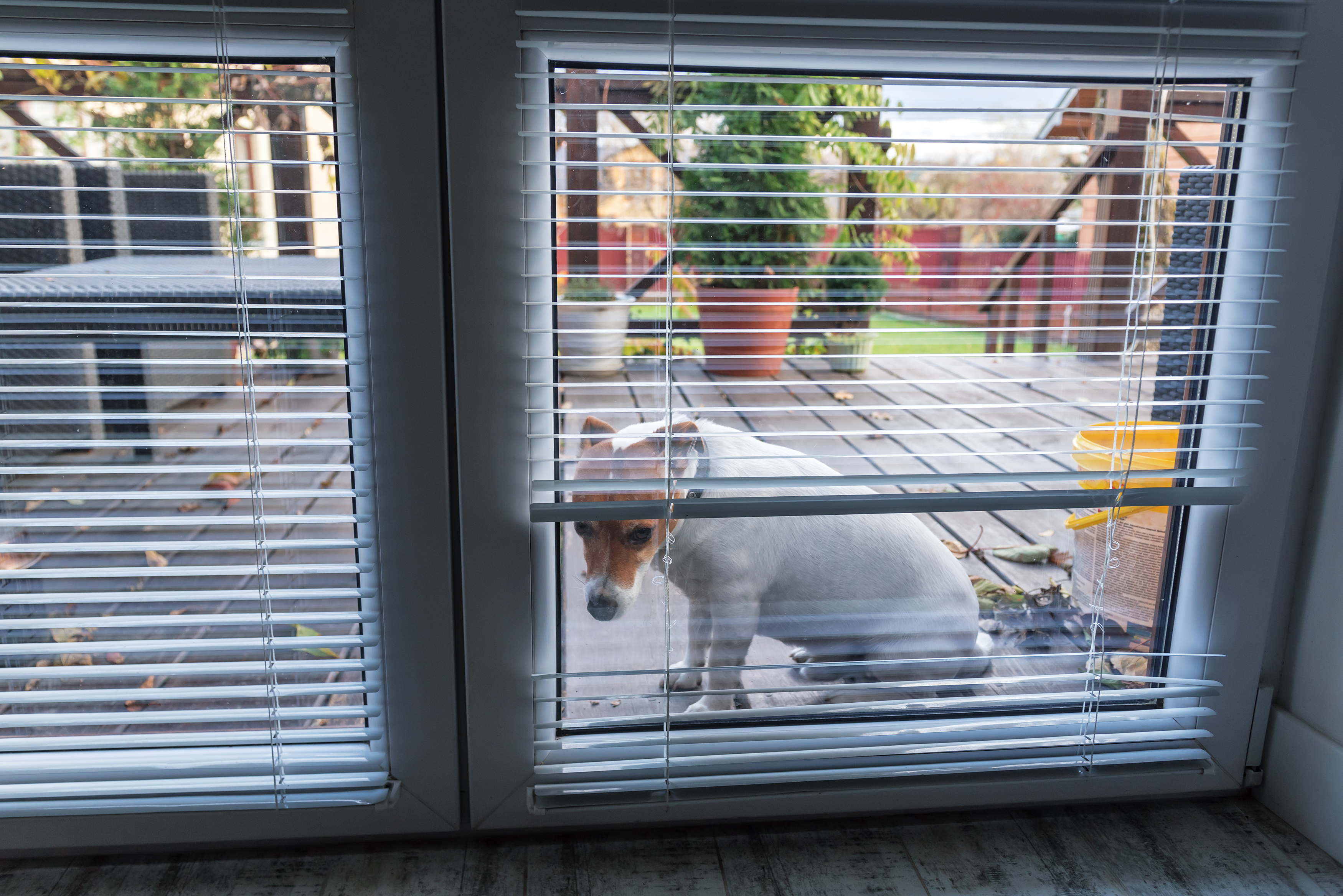 Rescue Dog Too Terrified To Go Inside New Home but There’s an Amazing Twist