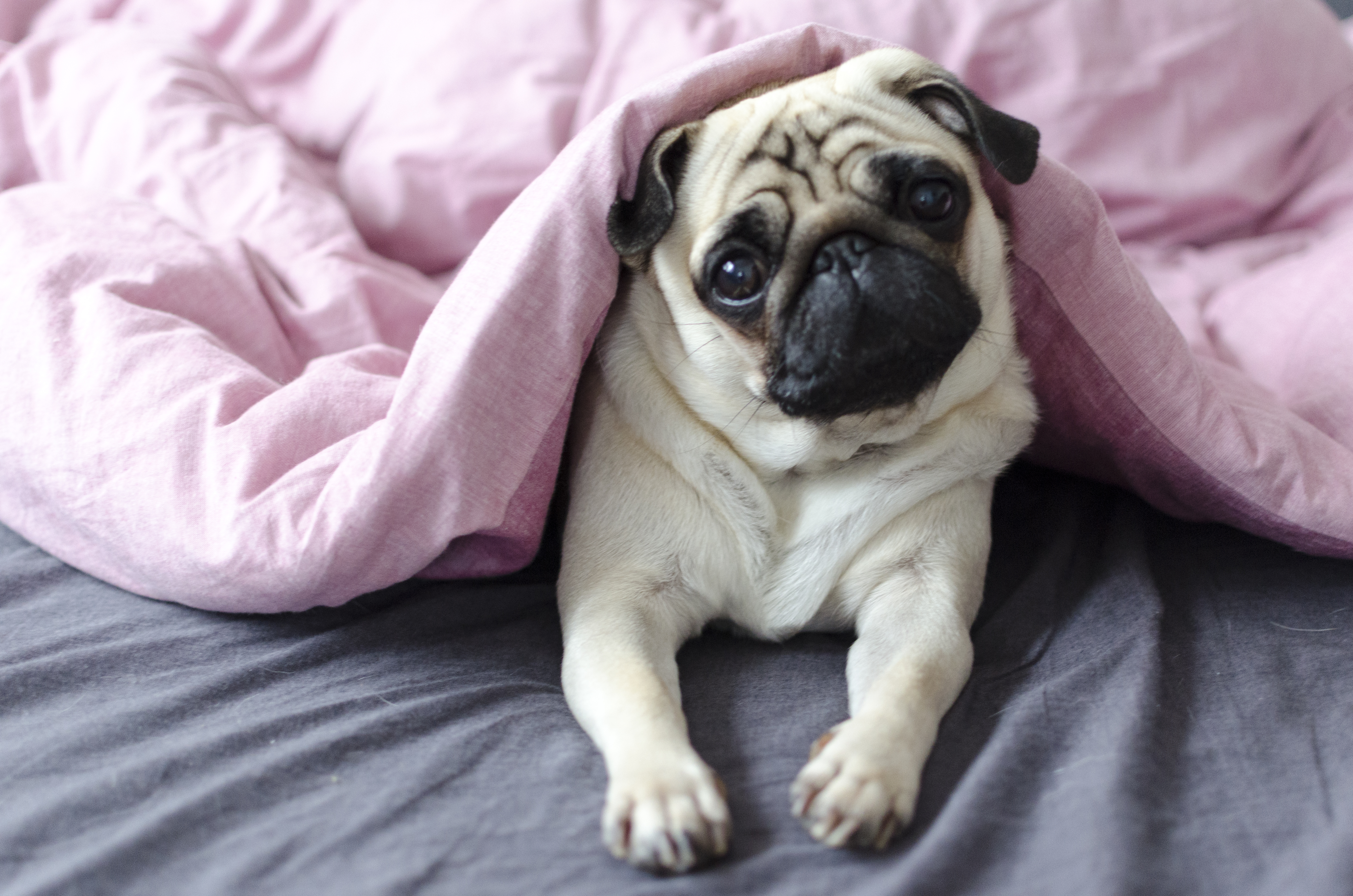 Top 7 Dog Breeds That Bring Serenity to Your Space