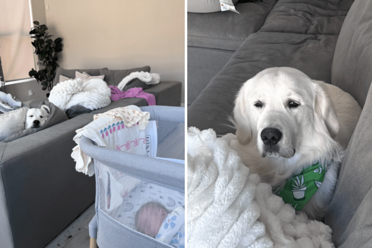 Hearts Melt as Golden Retriever Helps Mom With Baby Then Fights Exhaustion