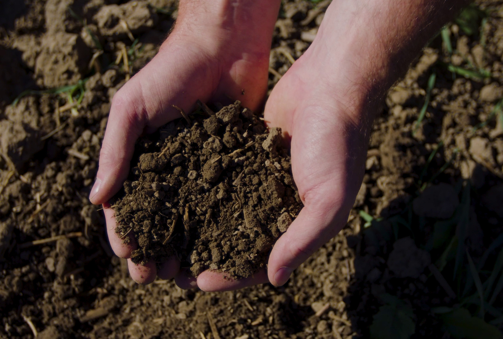 Honda Invests in Soil Carbon Removal Credit Scheme to Offset Emissions