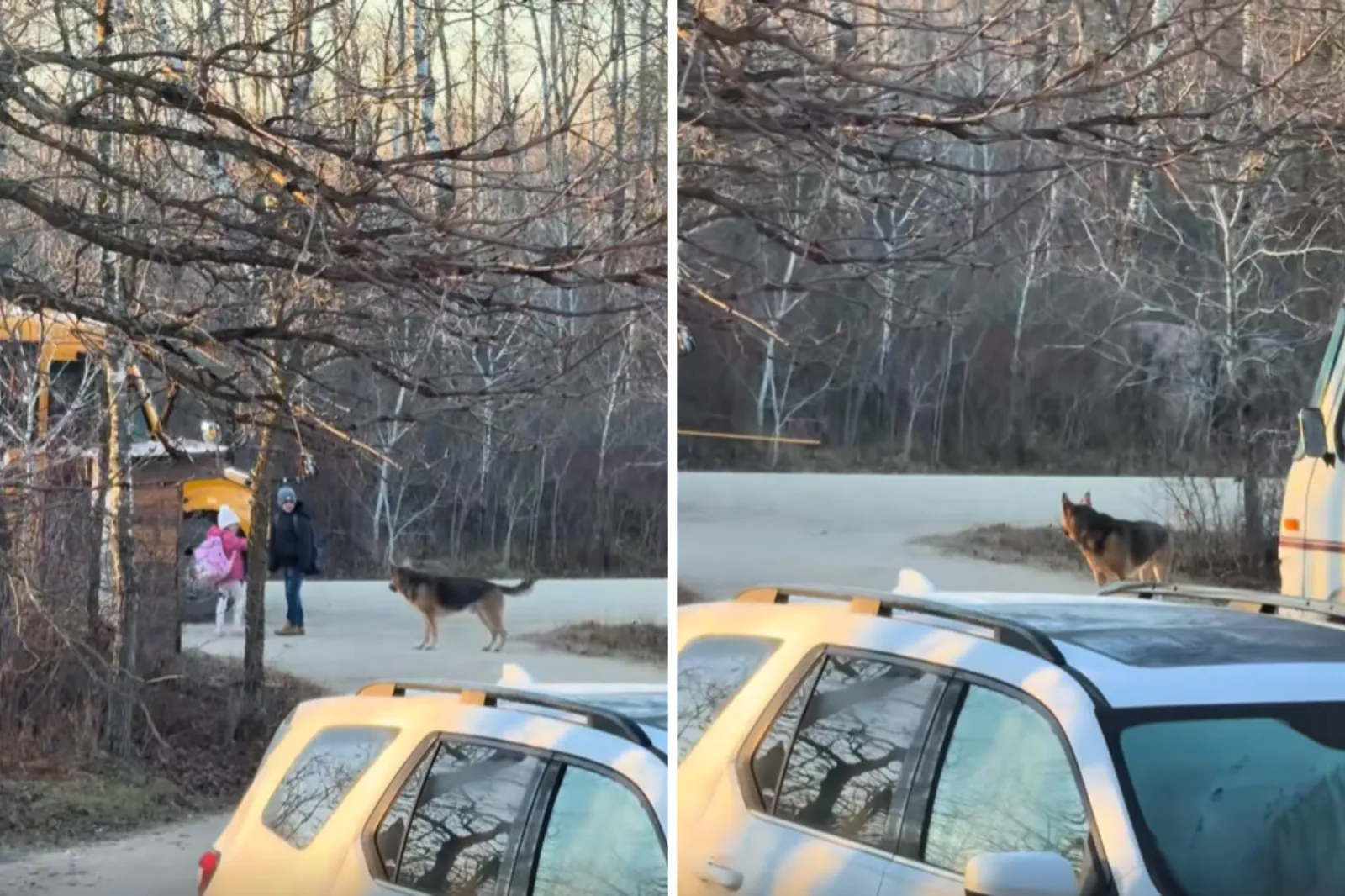 How German Shepherd Takes Siblings to School Bus Since 2023 Goes Viral 