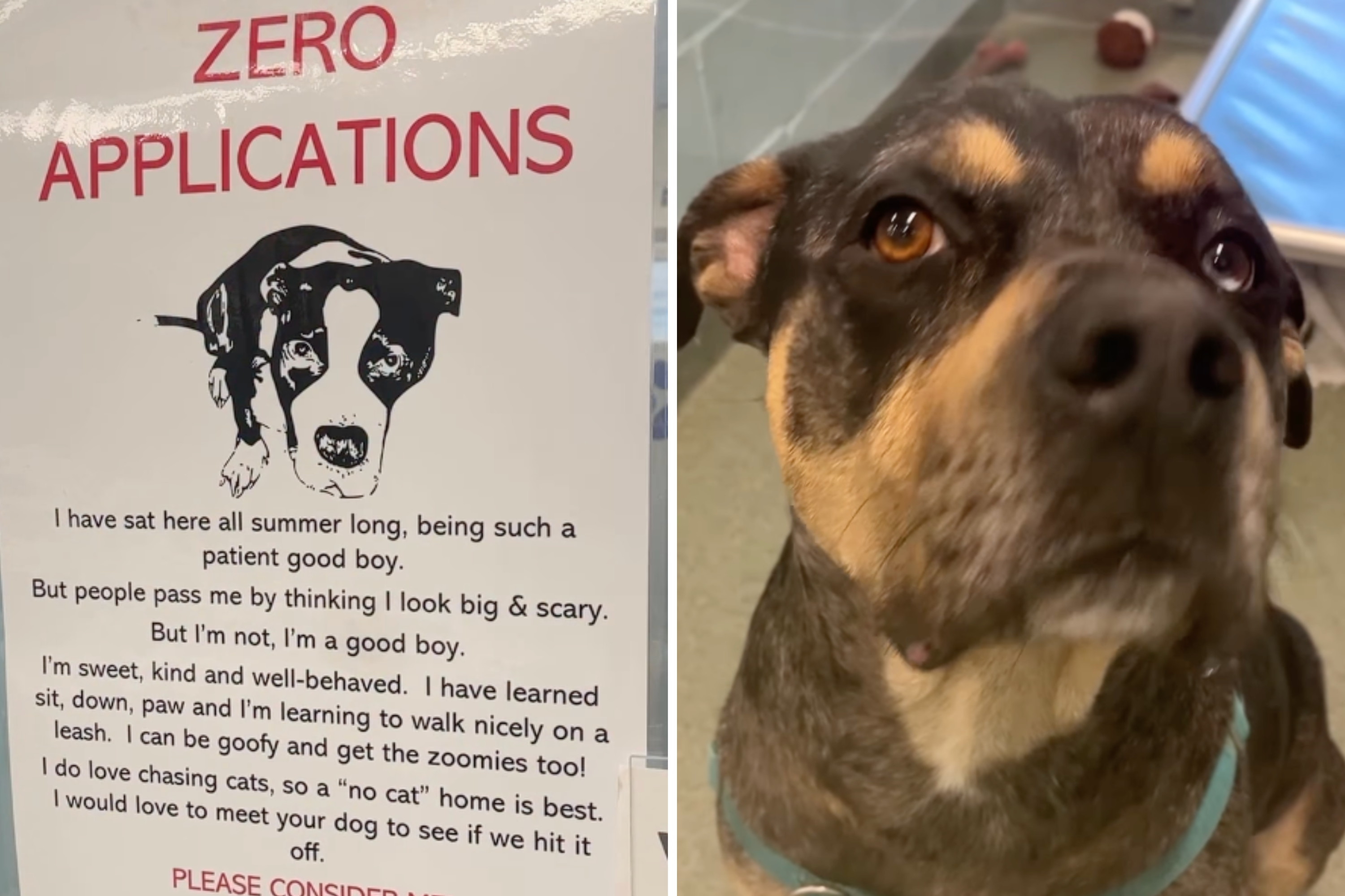 Shelter Dog Has Zero Applications Because People Think He’s ‘Big and Scary'