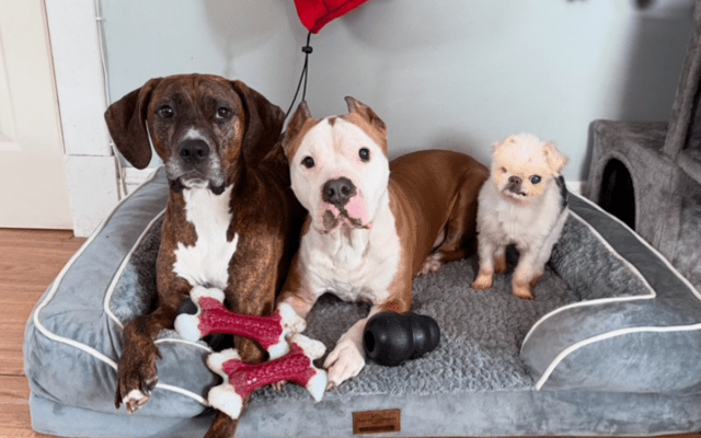 Igor com os irmãos cães Nitro e Nova.