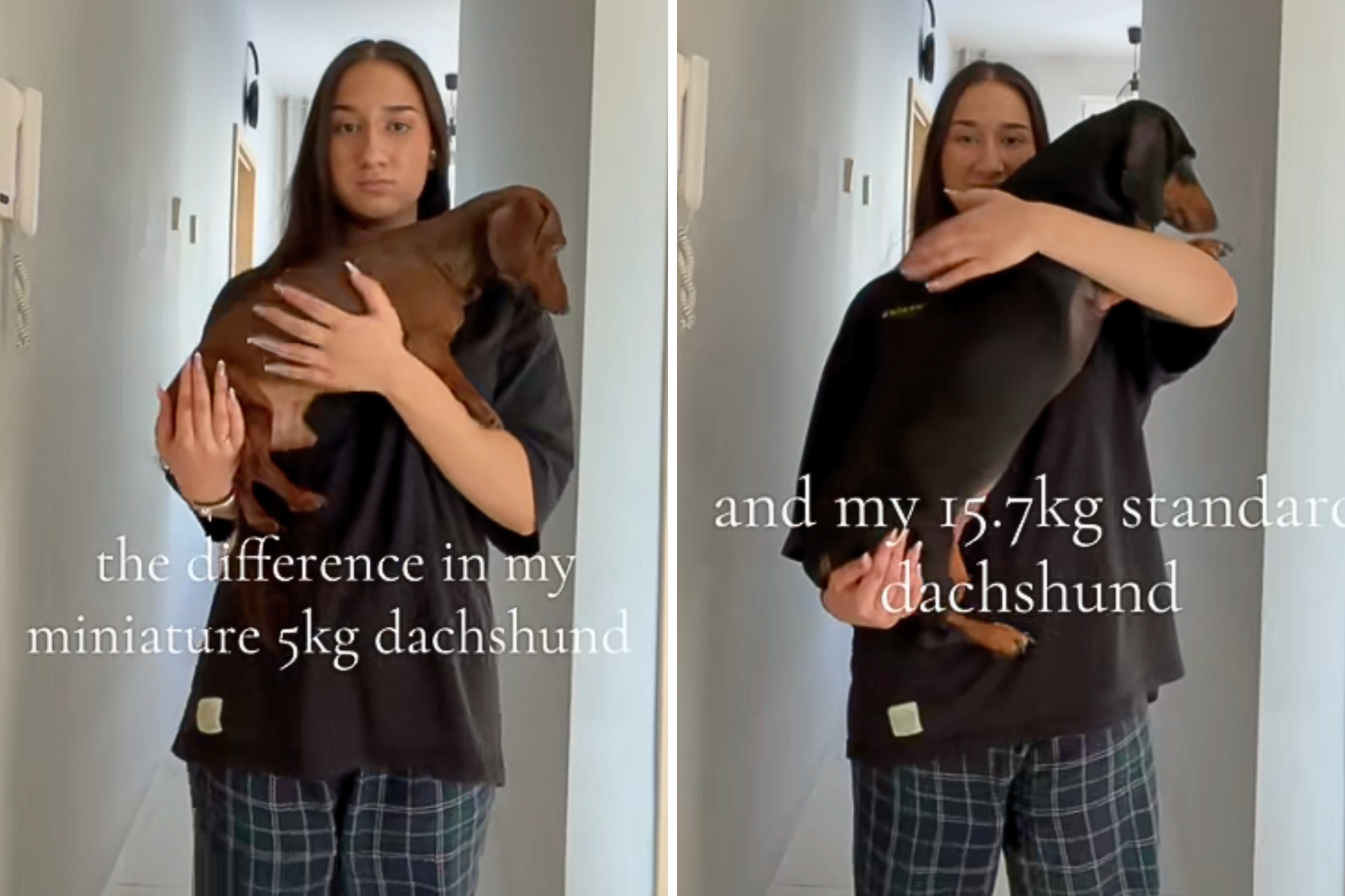 Dachshund Siblings’ Massive Size Difference Leaves Internet in Stitches