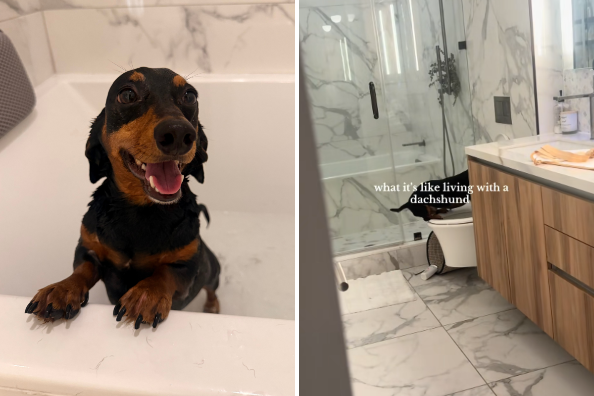 Owner Films Dachshund Using Bathroom&mdash;Nobody Prepared for What He&rsquo;s Learned