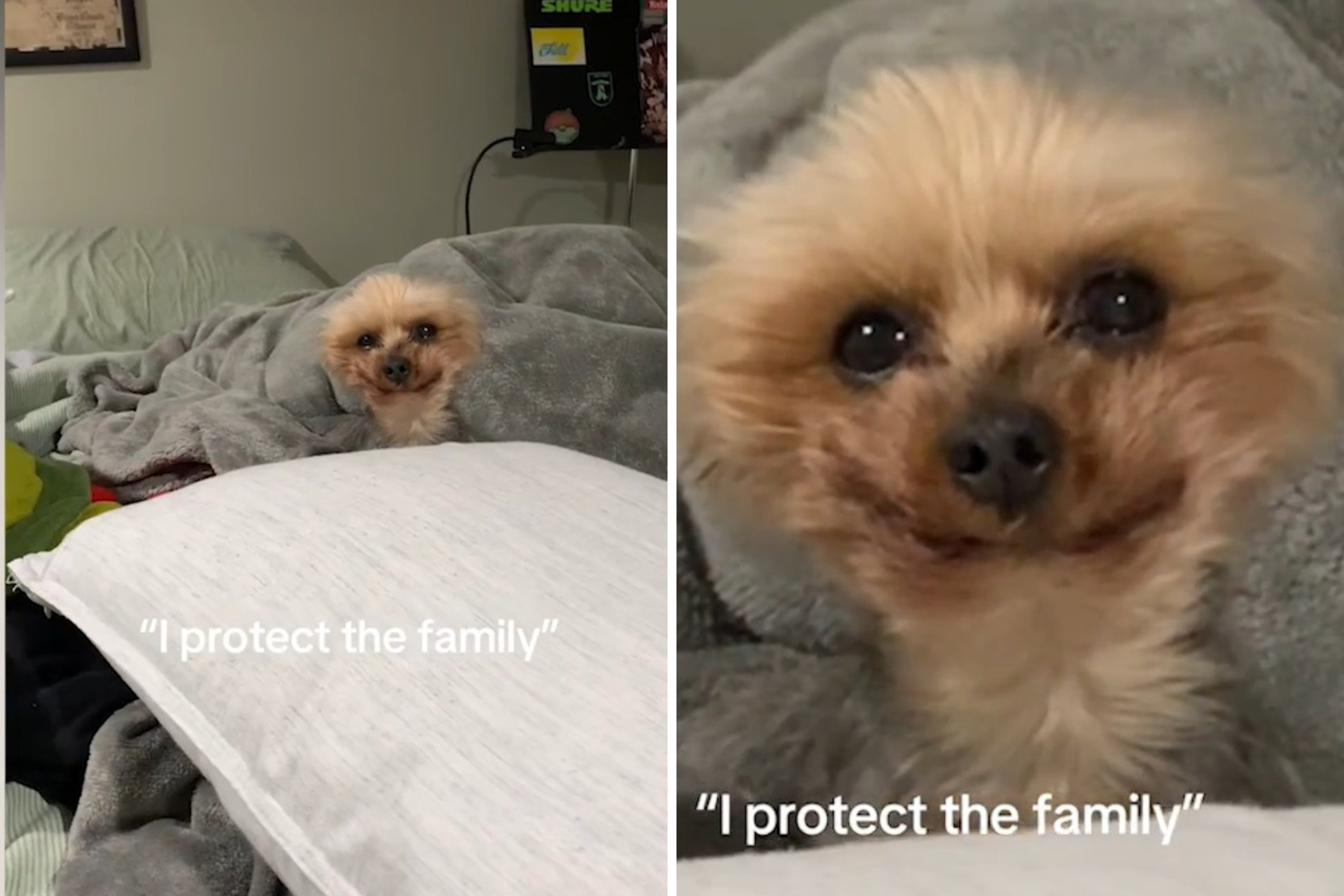 Senior Yorkshire Terrier Who Protects the Family Melts Hearts Online