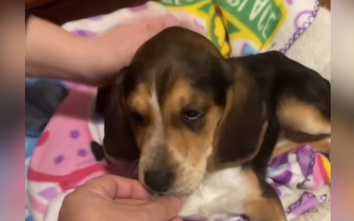 Couple Buy ‘Beagle’ Puppy Off FB Marketplace—Soon Realize Something’s Wrong